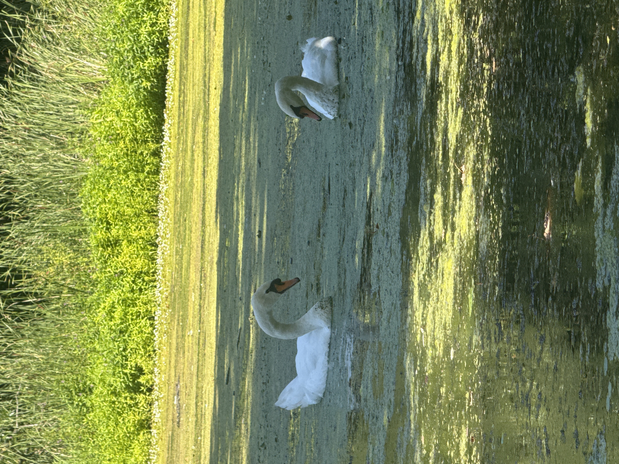 The image shows two white swans swimming in a pond covered with green algae. In the background, tall green reeds and plants line the edge of the water. The water is dappled with sunlight and shadows. There are no people or buildings visible in the image, and therefore no specific location in Berlin, Germany can be identified.