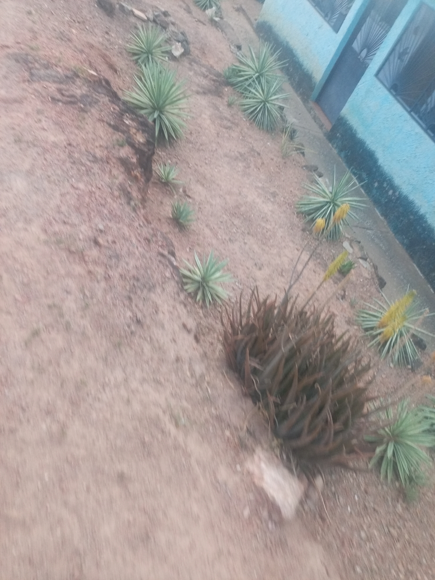 The image depicts a sloped, dry dirt ground covered with various succulents and aloe plants, some in bloom with yellow flowers. A blue building with barred windows is visible in the upper right corner. The location is near the city of Juan Griego, Venezuela.