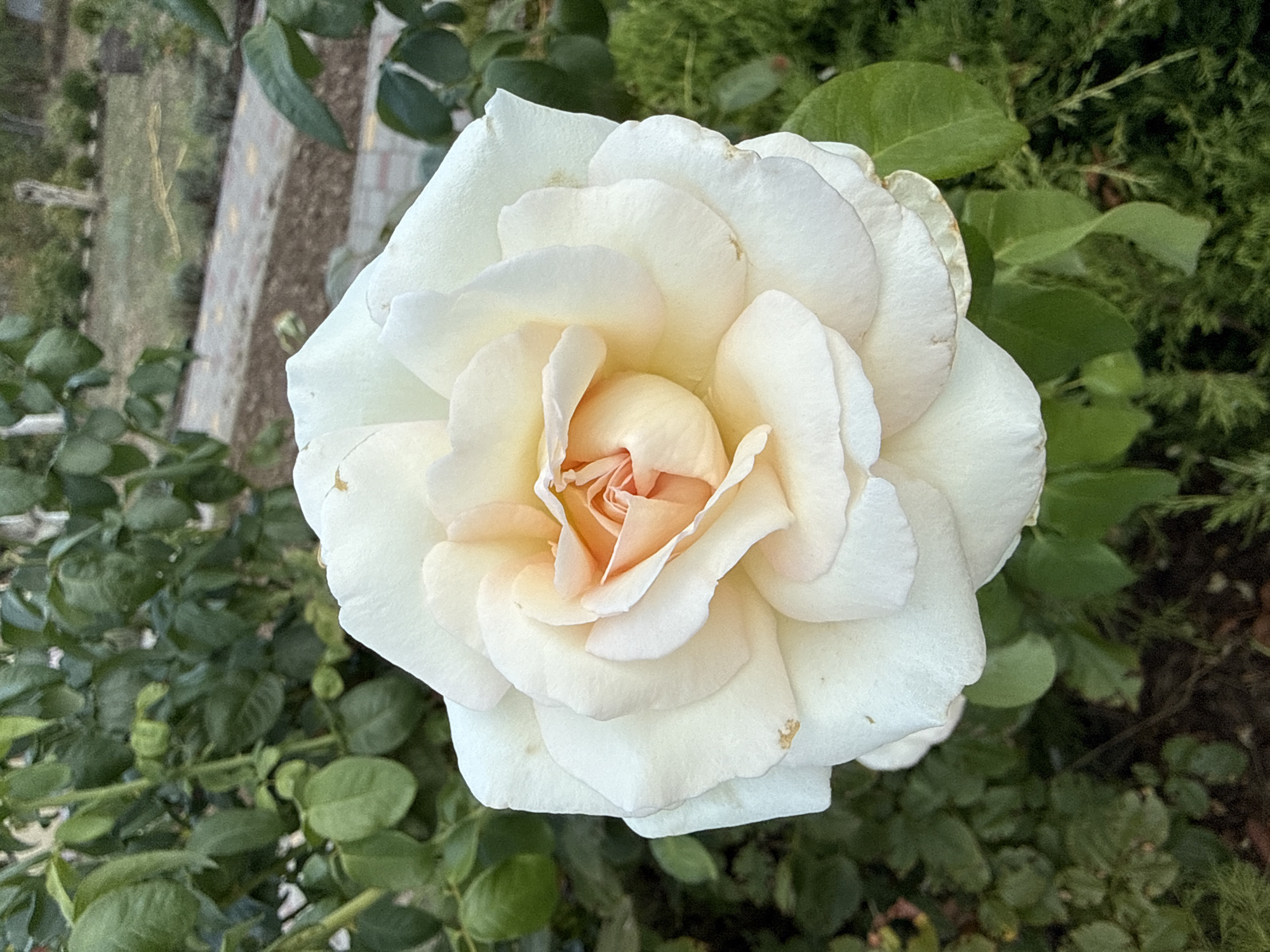 A close-up, eye-level shot captures a single, large, white rose in full bloom. The rose is the primary subject, its petals unfurling to reveal a peachy-pink center. The petals are a creamy white with subtle hints of blush in the innermost layers. The background is a blur of greenery from other plants and bushes, with a hint of a paved path and manicured landscaping in the distance, suggesting an outdoor garden setting, possibly in Protopopivka, Ukraine. There are no people or animals visible in the image. The lighting appears natural, casting soft shadows on the rose petals.