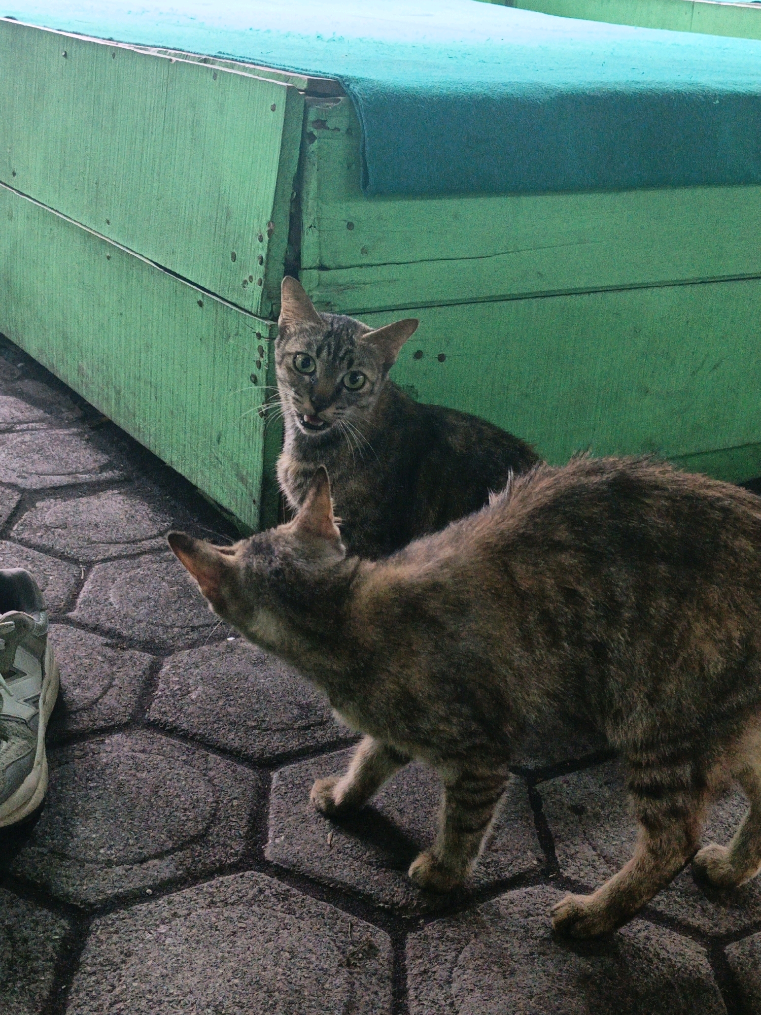 In the city of Bago Krajan Dua, Indonesia, two domestic cats are positioned on a hexagonal-patterned paved ground in front of a weathered, green wooden structure. The structure has a horizontal plank construction with visible nail heads and appears to be a bench or table with a teal-colored surface on top. The cat in the foreground is facing away from the camera, its body angled to the right, with its tail partially visible. The cat in the background is looking directly at the camera with wide, alert eyes and an open mouth, appearing to meow or vocalize. A single shoe, a light-colored sneaker with grey accents, is visible on the left side of the image, partially obscuring the paved ground. The lighting suggests it is either dusk or a dimly lit area.