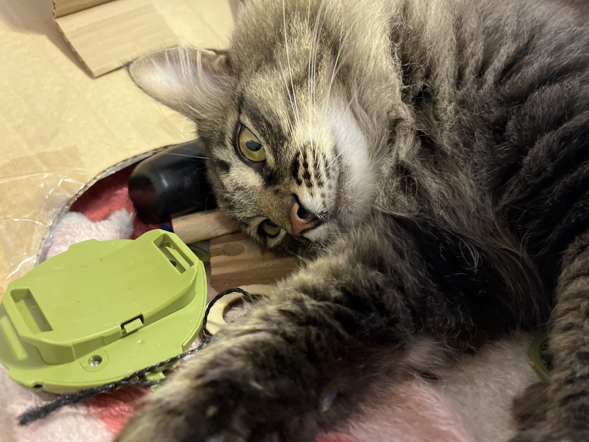 The image shows a close-up of a cat with tabby markings lying on a pink blanket in a cardboard box. The cat's head is tilted, and its yellow eyes are open. A bright green plastic object, possibly a toy, is visible to the left of the cat, partially obscured by its paw. A black string is also visible, attached to the green object and trailing towards the cat. The background consists of the cardboard box, which is partially open, revealing some of its interior. The lighting appears to be artificial. There is no discernible information in the image that relates to the city of Krasnyye Barrikady, Russia.