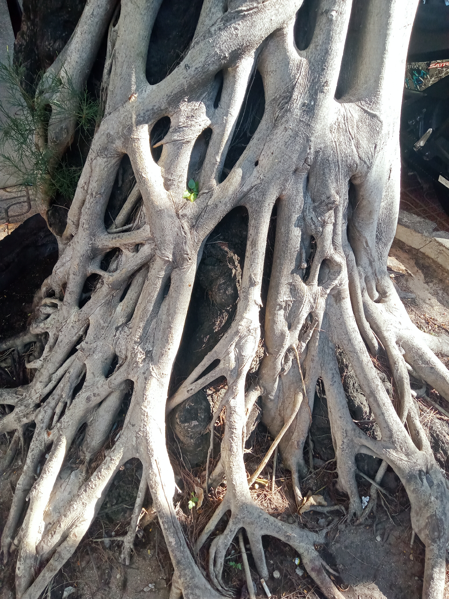 The image depicts the exposed root system of a large, mature tree. The roots are thick, intertwining, and mostly above ground, creating a network of interwoven structures with numerous openings. The color of the roots is primarily a light grayish-white, with variations in shade due to light and shadow. The background consists of soil, small pieces of vegetation, and some indistinct objects. The scene suggests an urban environment in Nha Trang Ward, Vietnam, judging by the type of plant in view. A vehicle with a box is visible at the upper right. No people are visible in the frame.