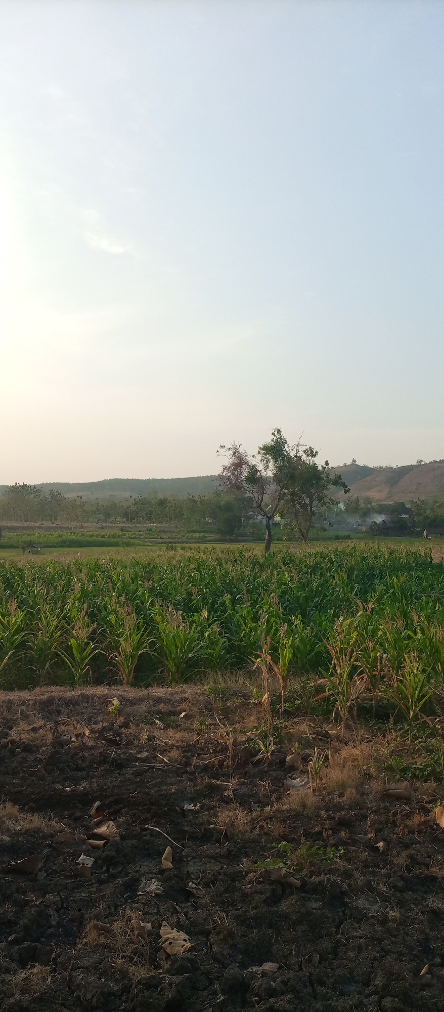 A vertical, medium shot captures a field of young corn stalks under a pale, hazy sky in Kedewan, Indonesia. The foreground consists of dry, dark soil with scattered dead leaves and twigs. Behind this barren patch, rows of vibrant green corn plants extend into the mid-ground, reaching about waist-high. A few dried stalks are interspersed within the green rows.
In the distance, a line of trees forms a gentle green horizon, interspersed with some buildings and a faint plume of smoke, suggesting a small village or settlement. Two trees stand out from the rest; one is bare and spindly with a few red-tinged leaves, while the other is fuller and greener. The background is dominated by rolling, tree-covered hills under a vast, pale sky that graduates from a light yellow near the horizon to a very pale blue at the top. The overall impression is of a rural landscape at either sunrise or sunset, with a peaceful and somewhat arid atmosphere. No people are visible in the image.