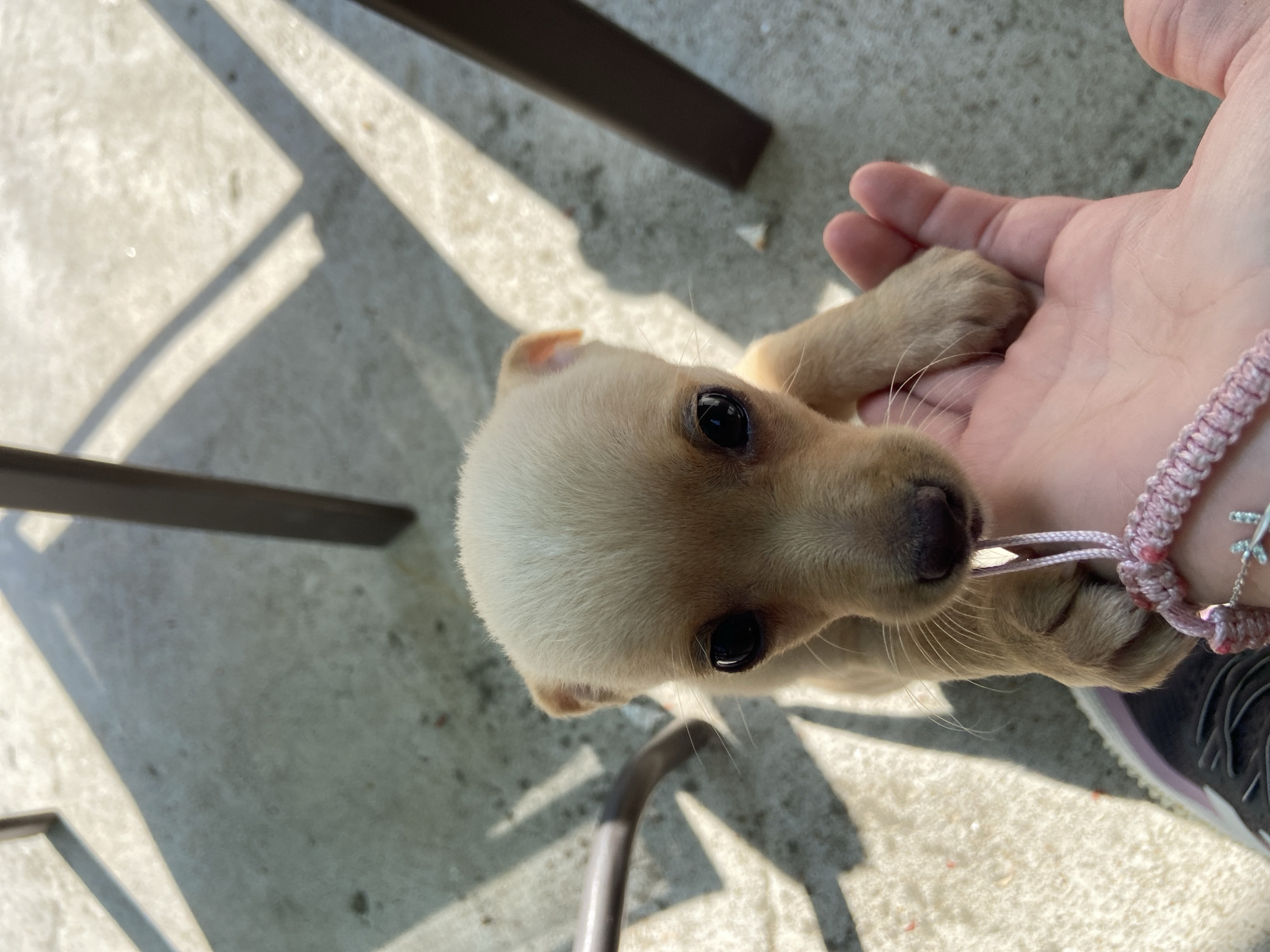 This image captures an outdoor scene in Gorna Oryahovitsa, Bulgaria. The central subject is a small, light tan-colored puppy with prominent dark eyes and a dark nose, positioned with its front paws on a person's open left hand. The puppy is looking directly upwards. A slender, light pink braided cord or string is held in the puppy's mouth, extending downwards. The person's fair-skinned hand wears a matching pink braided bracelet with a small silver charm. A dark shoe with white elements, belonging to the person, is partially visible in the lower left quadrant. The background consists of a light grey concrete or paved surface, showing minor surface irregularities and scattered small, reddish-orange specks. Distinct, sharp-edged shadows from unseen objects, consistent with furniture legs, are cast across the ground, indicating bright daytime sunlight.