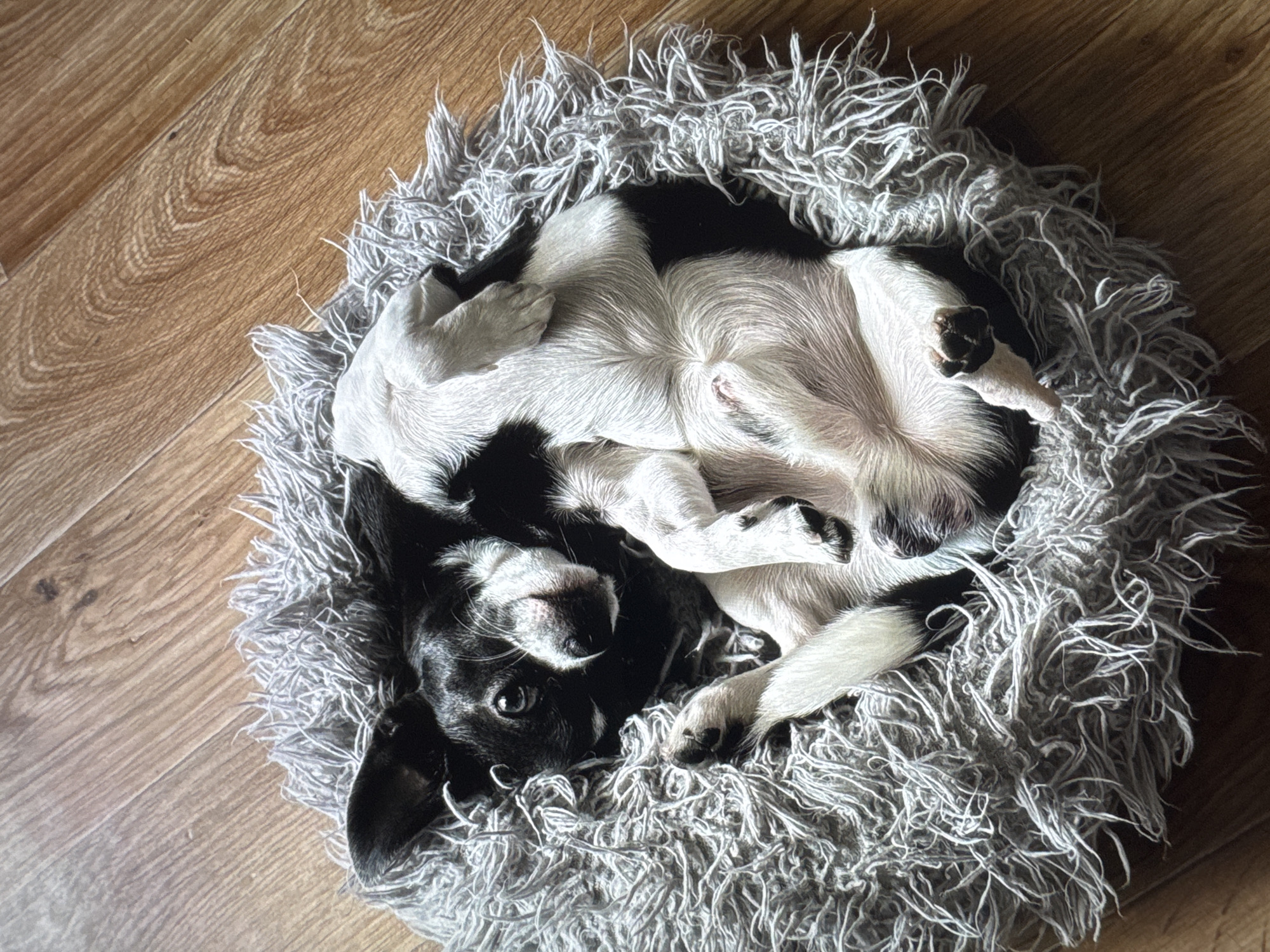 A black and white dog lies curled in a gray, shaggy dog bed on a wood floor. The dog's head is near the bottom of the frame, and its body twists upward. The dog is looking at the camera. Location is not possible to discern.