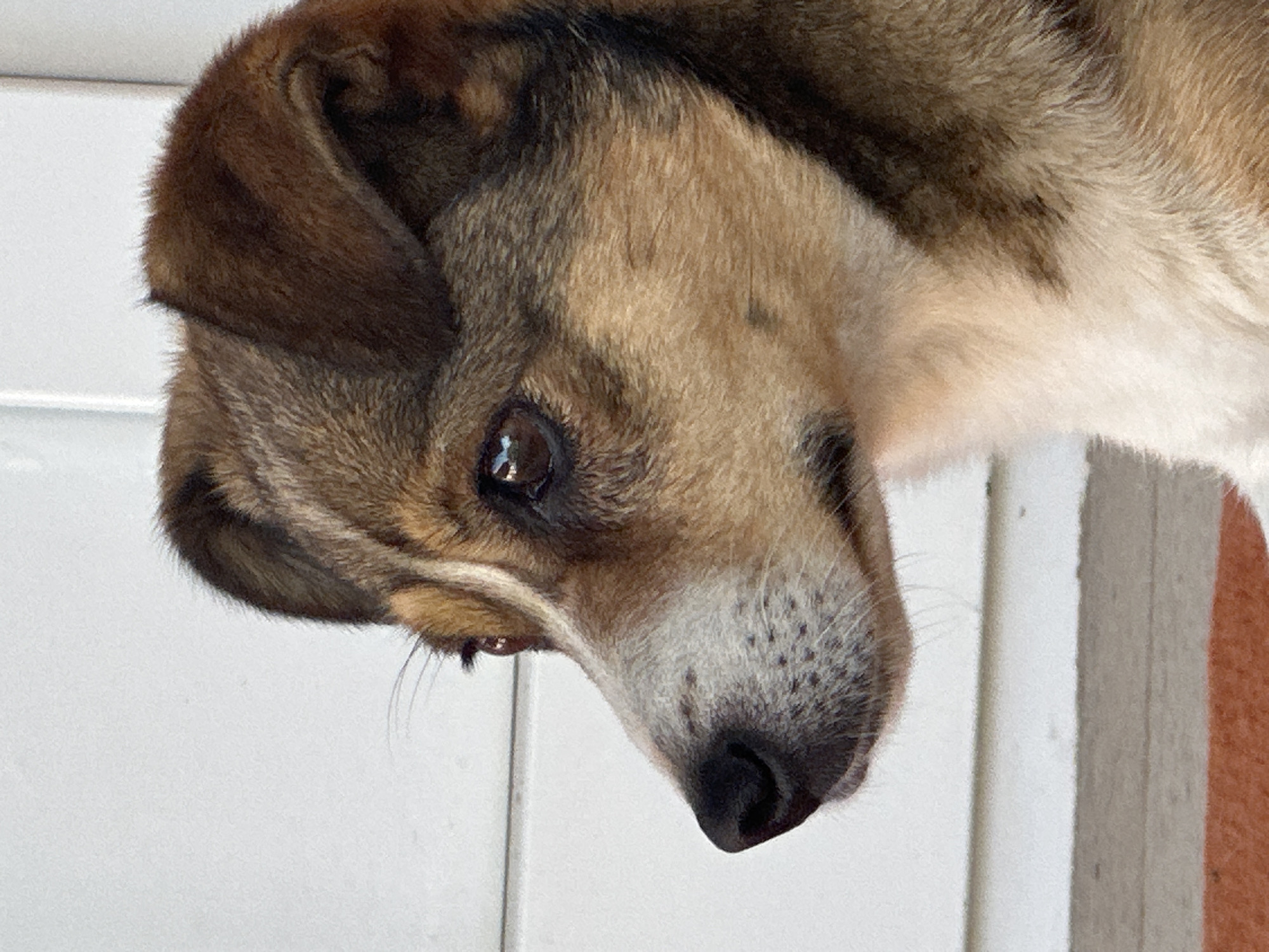 A close-up, side-profile photograph captures a medium-sized dog with brown and tan fur, and white markings on its face. The dog's gaze is directed to the left, with its ears slightly raised. The background consists of a white, vertical surface, likely siding on a building, with horizontal lines indicating seams or panels. The bottom of the image shows a wooden surface and a hint of an orange mat. There are no people or discernible actions. The setting appears to be outdoors, in an urban or suburban environment, consistent with a residential area in Makiv, Ukraine.