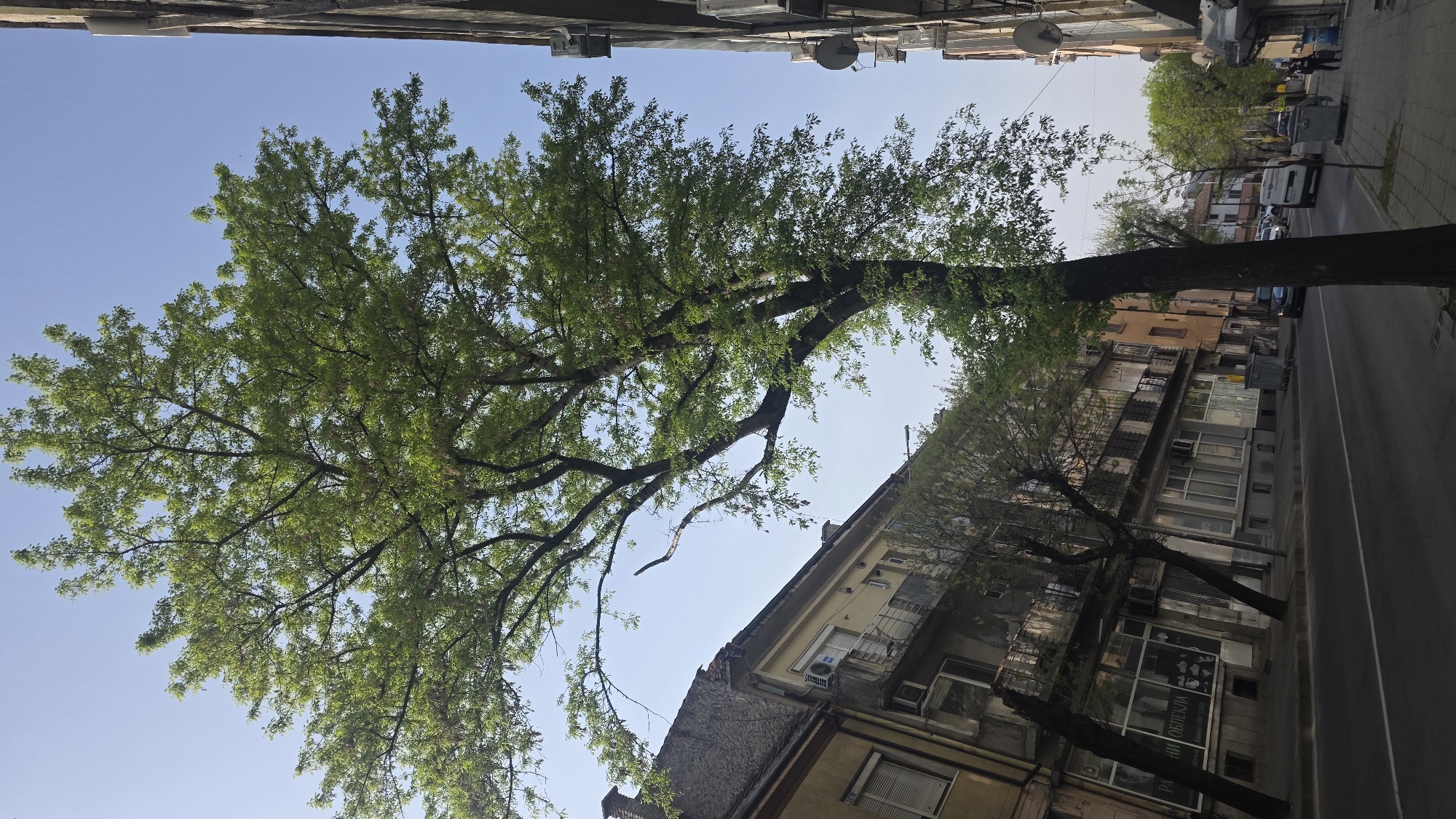 The image depicts a street scene in Blagoevgrad, Bulgaria, characterized by trees lining the sidewalk, buildings, and a clear sky.
The main subject is a large, mature tree with green foliage, positioned prominently in the foreground. The trunk is thick and extends vertically, while the branches spread out, filling a significant portion of the frame. The leaves are a bright green, indicating the tree is likely in its growing season.
Buildings are visible on both sides of the street, providing a backdrop to the scene. The buildings appear to be multi-story residential or commercial structures. Some have air conditioning units attached to their exterior walls.
A street runs between the buildings, appearing relatively empty of traffic at the time the photo was taken. The sidewalk is visible, with the tree trunk situated along its edge.
The sky is clear and blue, suggesting a sunny day. The overall lighting is bright, with shadows indicating the direction of the sun.
The scene conveys a sense of urban nature, where trees are integrated into the built environment, providing shade and a touch of greenery to the city.