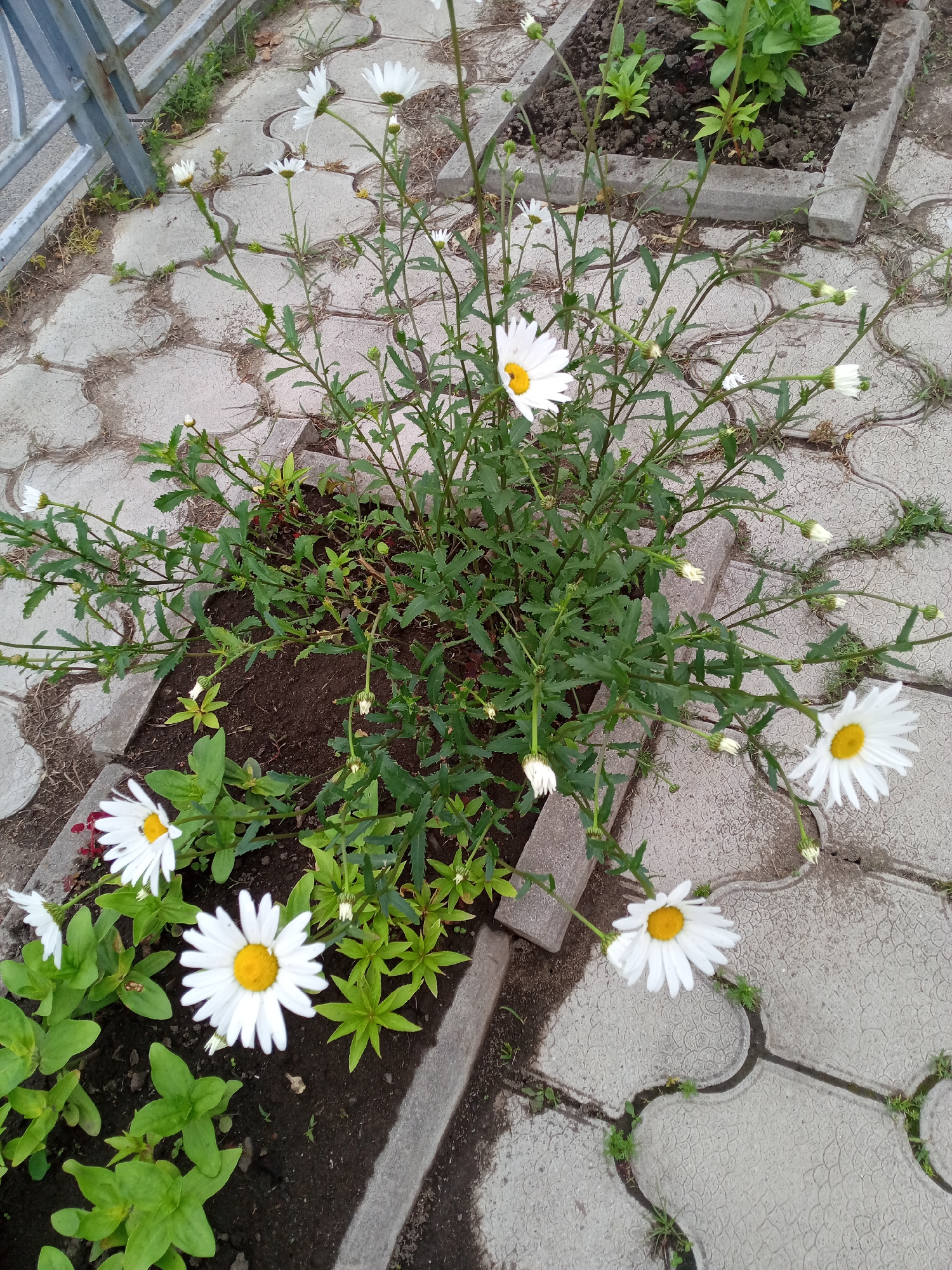 The image depicts a close-up, eye-level, outdoor view of a flowerbed filled with white daisies with yellow centers. The flowerbed is bordered by grey concrete pavers, some of which are slightly broken or cracked, with small weeds growing in the crevices. To the left of the flowerbed, a section of a grey metal fence is visible. The background shows more of the paved area and some soil. The scene appears to be a public space, possibly a park or a residential courtyard, in Nakhodka, Russia, given the specific architecture of the pavers, which are common in Russian urban landscaping. No people are present in the image. The overall lighting suggests an overcast day or shade.
