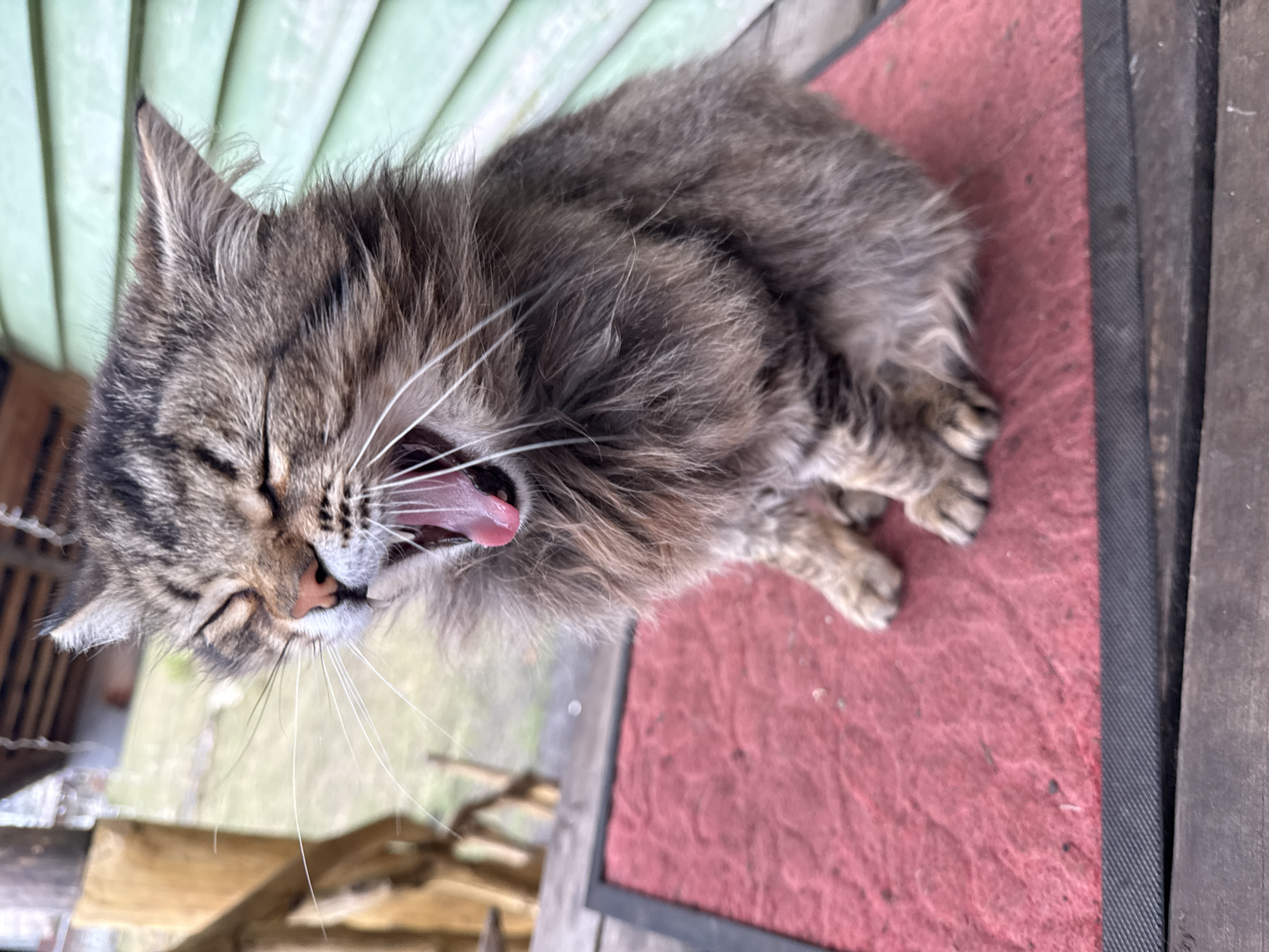 A long-haired tabby cat yawns, revealing its pink tongue. It sits on a red, textured mat bordered with black, placed on a weathered wooden surface. The background includes light green horizontal siding and other wooden elements. The location is Tyulyuk, Russia.