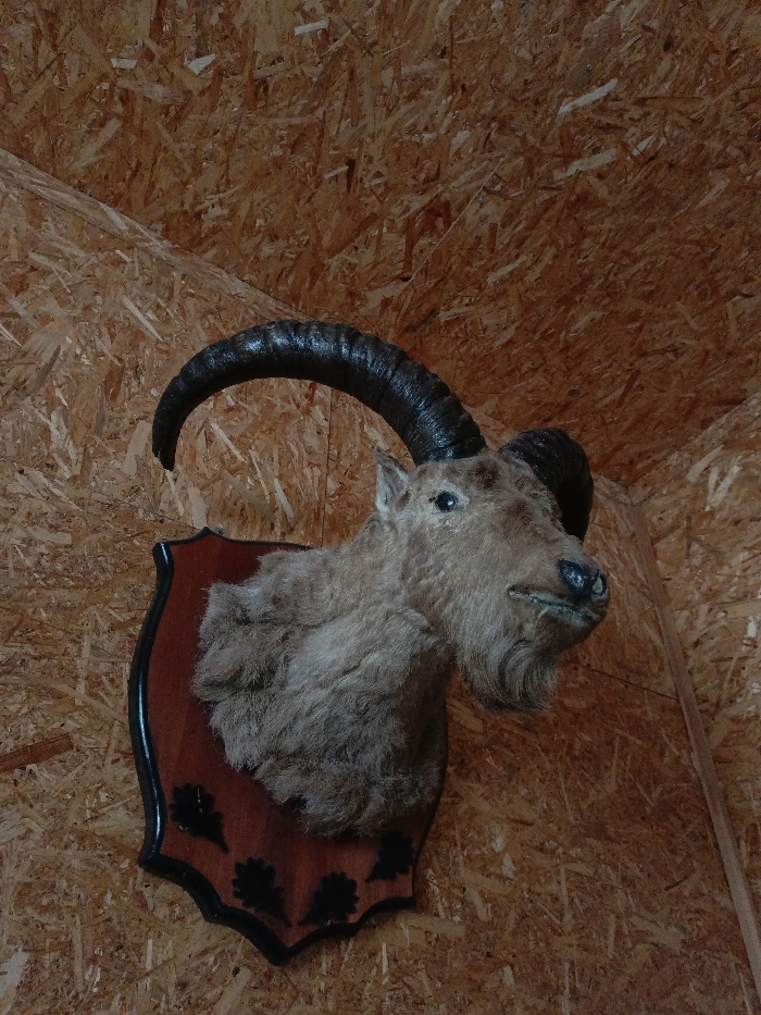 The image displays a taxidermied goat or ibex head mounted on an interior wall in Gorka, Russia. The animal head, positioned looking slightly to the right, features light brown fur and prominent dark, ridged horns that curve backward and upward. It is affixed to a shield-shaped wooden plaque, which is dark reddish-brown with a black painted border and black stylized leaf or acorn patterns along its lower edge. The wall behind the mount is constructed from oriented strand board (OSB), exhibiting a light brown, textured surface composed of compressed wood flakes. No individuals, actions, or interactions are visible within the frame.