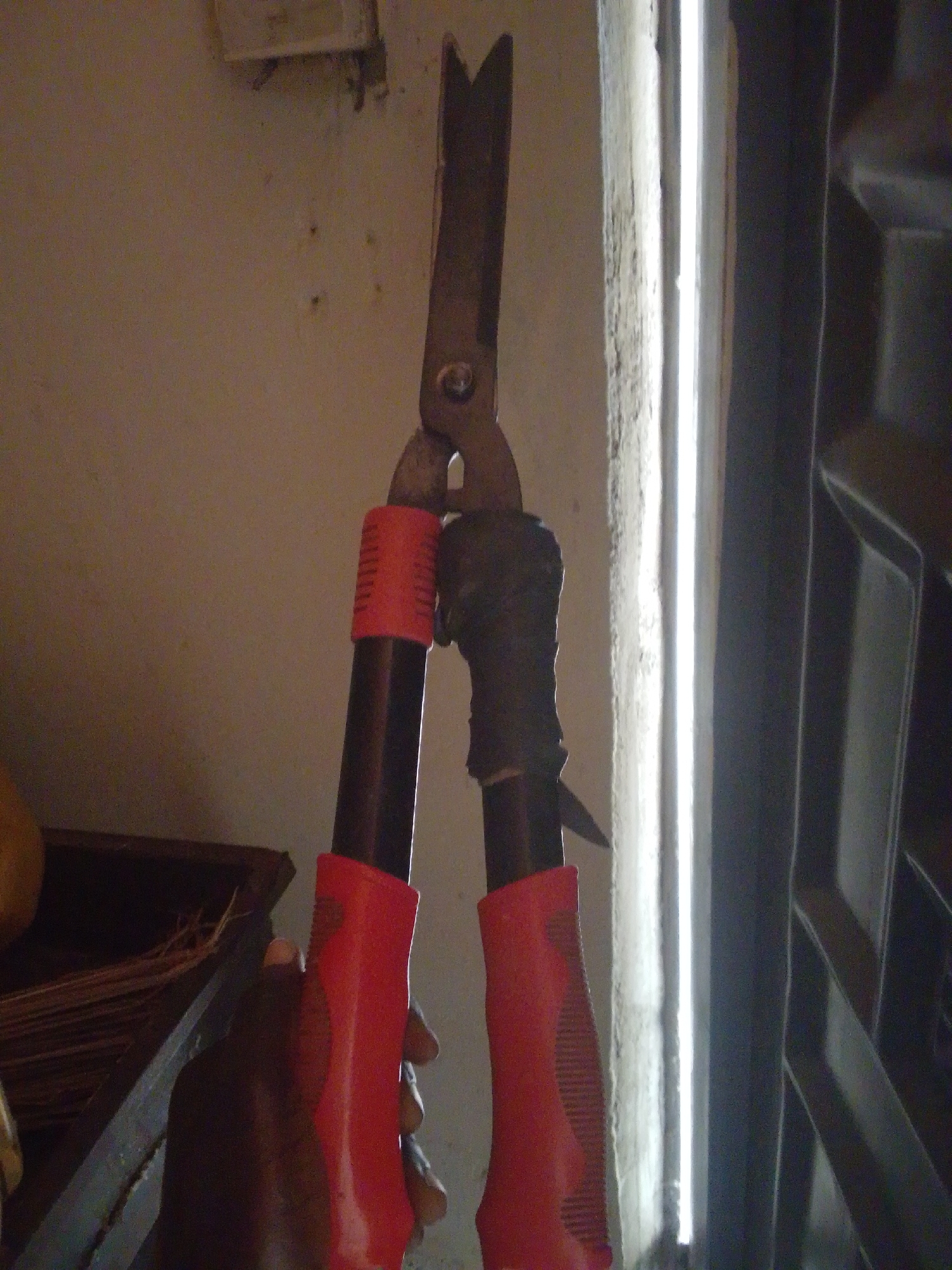 A hand holds a pair of large red-handled loppers, also known as secateurs. The loppers are open, revealing their metal blades. The left handle is covered in black tape. The background is a plain, light-colored wall. To the right of the wall is a dark, vertical surface that appears to be a door or a gate. In the lower left corner, a corner of a wooden shelf with some bundled brown material is visible. The lighting suggests it might be daytime, with natural light coming from the right side of the frame. The overall scene appears to be indoors, possibly in a storage area or workshop. There is no visible text in the image.