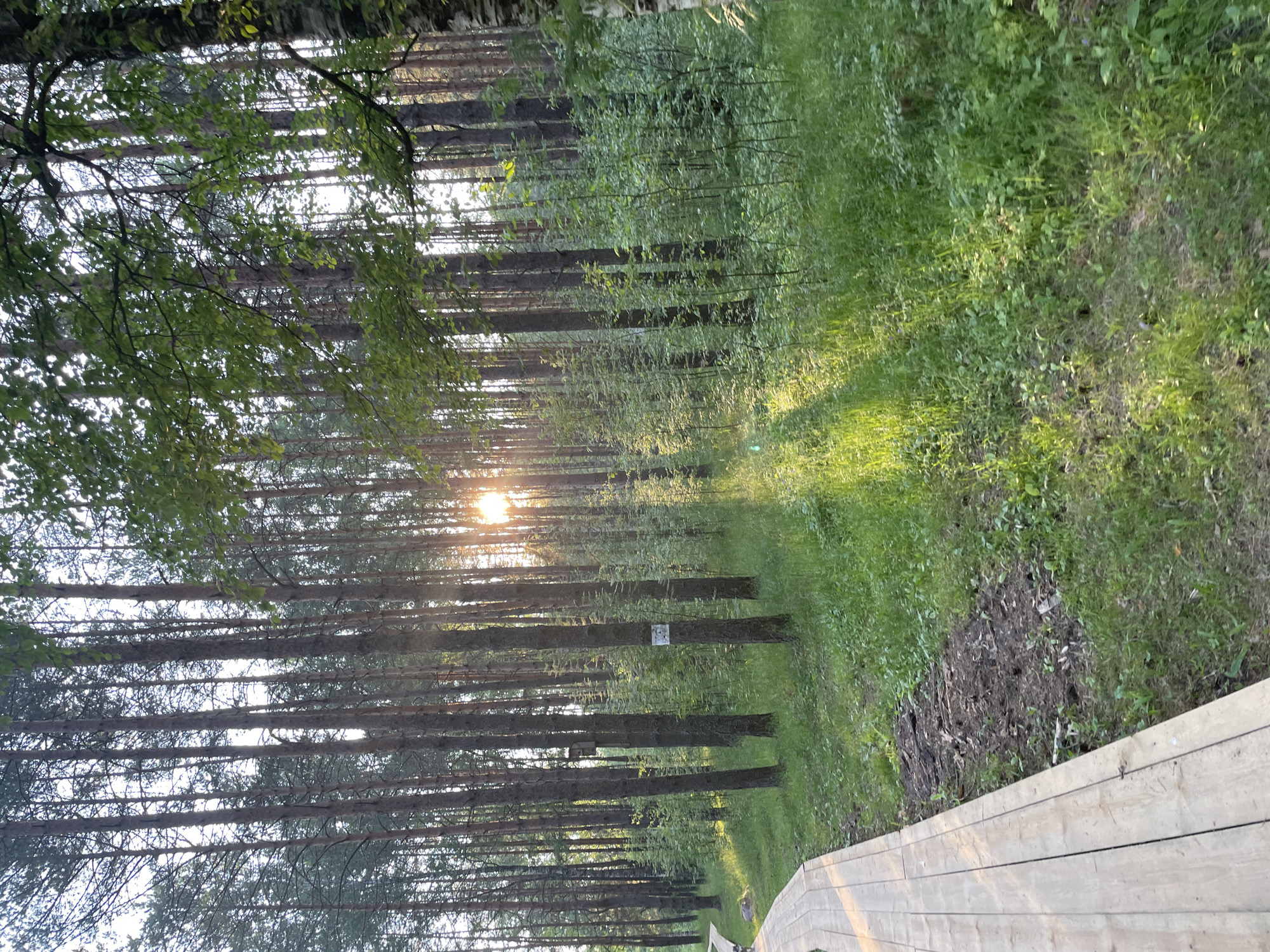 The image depicts a sun-dappled forest path in Pruzdy, Russia. A wooden boardwalk made of light-colored planks runs along the left side of the frame, curving into the distance. The boardwalk is bordered by lush green grass and the forest floor, which is covered in pine needles and dirt. Tall, slender pine trees with sparse green foliage dominate the background, with sunlight filtering through their branches, casting long shadows on the ground. Smaller trees and saplings are interspersed among the larger pines. The overall scene evokes a peaceful, natural environment with a man-made pathway designed for access and observation.