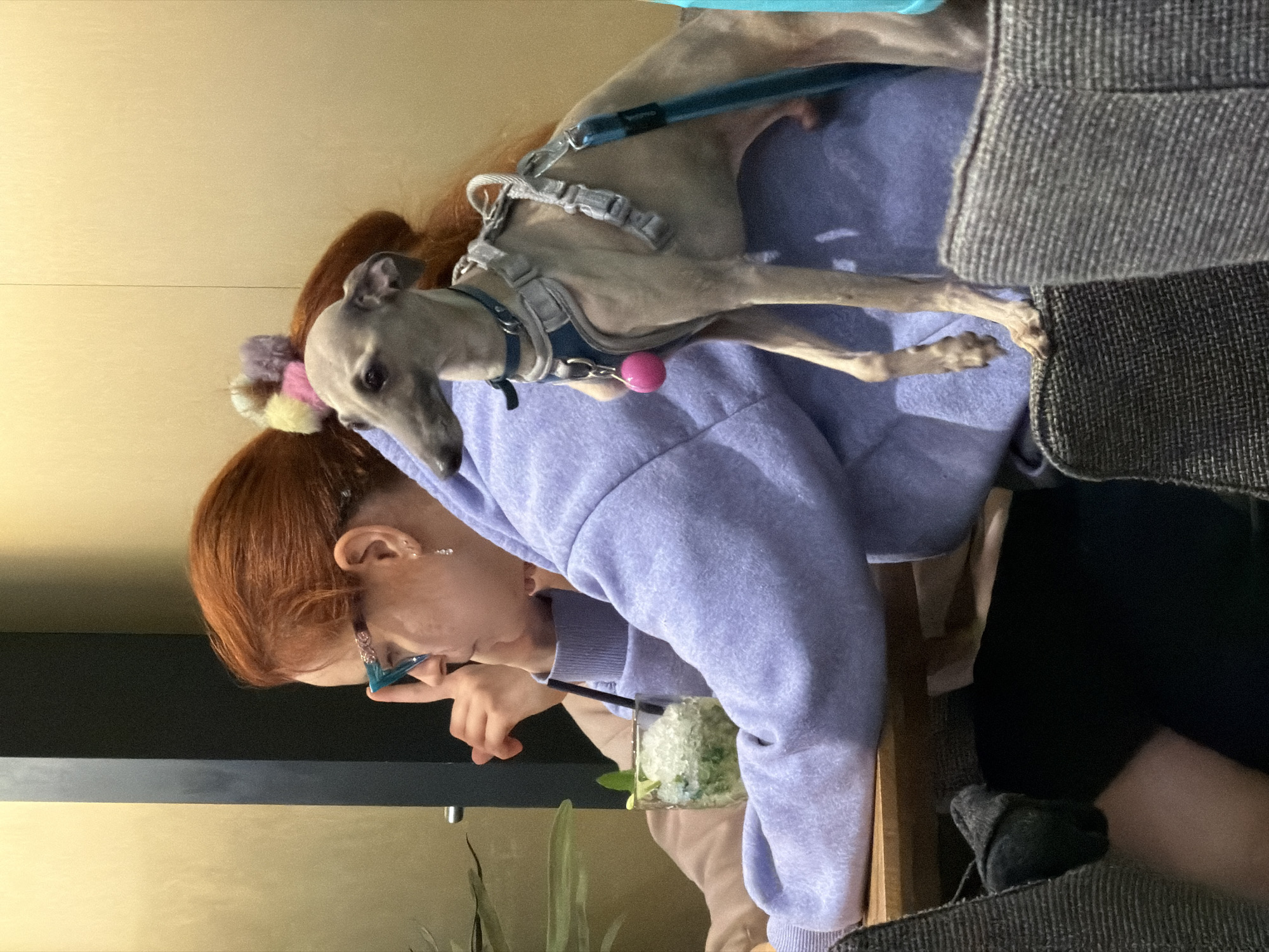 A woman with red hair is seated and drinking a cocktail with a straw. A light gray whippet dog is lying across her back and part of the arm of a gray sofa. The dog is wearing a blue collar and light gray harness. The location is assumed to be Riga, Latvia.