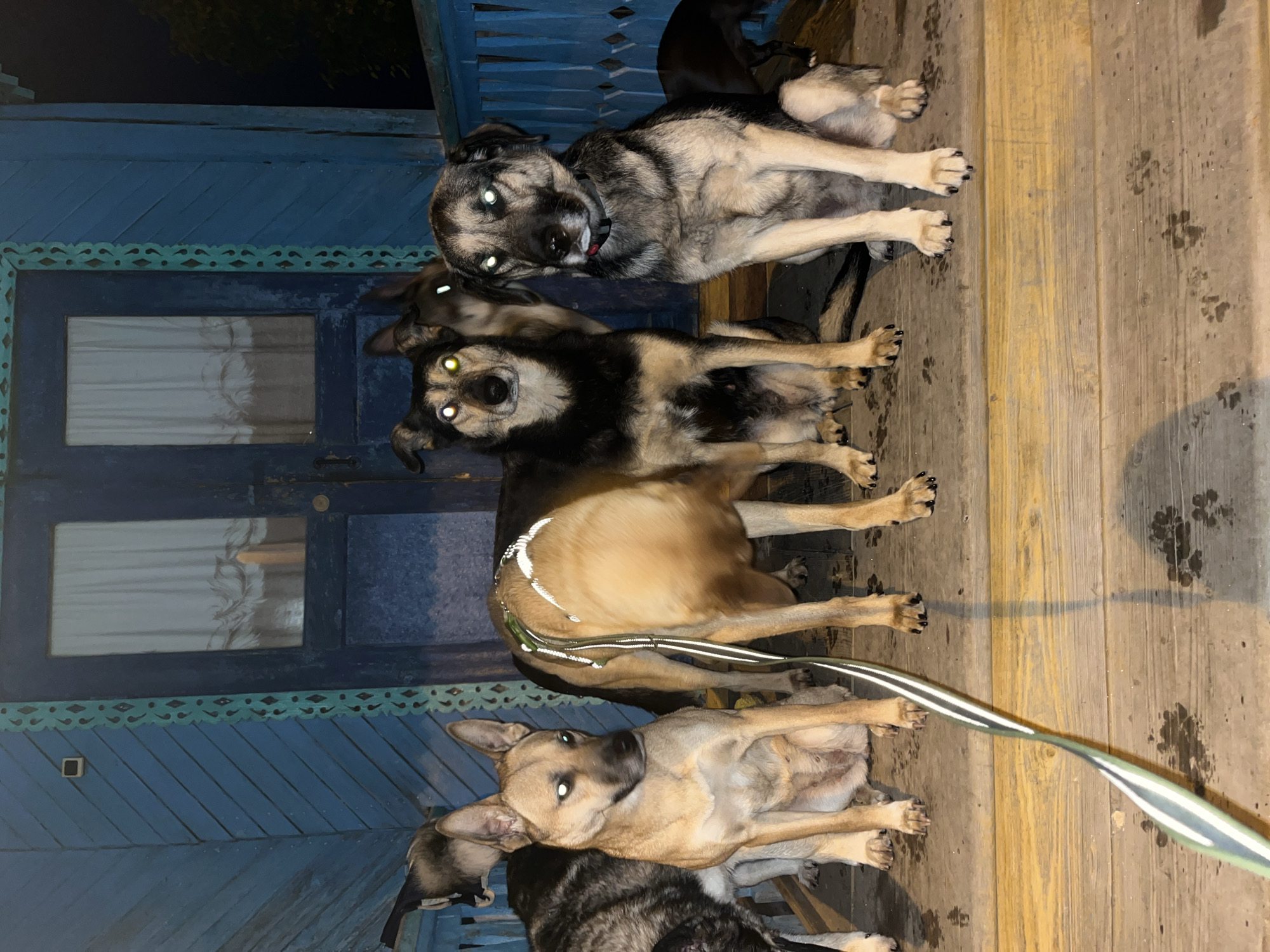 The image displays a group of at least six dogs gathered on a wooden porch or veranda in front of a house, located in the city of Nizhny Tagil, Russia, under low-light conditions. The house features blue wooden siding, with diagonal planks on the left wall and a dark blue double door with two rectangular windows in the upper sections. White curtains are visible through the windows. The door frame and an adjacent vertical support beam are adorned with intricately carved, lighter blue/teal wooden trim. A small, square white object, possibly a security camera, is mounted on the blue wall above the door frame to the left.
The wooden floor of the porch is wet, with numerous visible dog paw prints. From left to right, the prominent dogs include: a partially visible dog with gray/black brindle fur; a tan-colored dog with erect ears, sitting and looking to its right, with glowing white eyes; a tan-colored dog with a black saddle marking on its back, standing with its rear facing the camera, wearing a white/reflective harness with a green and white reflective leash dangling to the floor; a black and tan dog with erect ears, standing and looking directly at the camera, with glowing white eyes; and a gray and tan dog with floppy ears, wearing a red collar, sitting and looking directly at the camera, with glowing white eyes and its tongue slightly visible. Another dark-colored dog is partially visible behind the gray and tan dog on the far right. The glowing white eyes of multiple dogs are a result of flash photography interacting with the tapetum lucidum in their eyes. The background beyond the porch railing on the right is dark, suggesting nighttime, with faint silhouettes of trees.