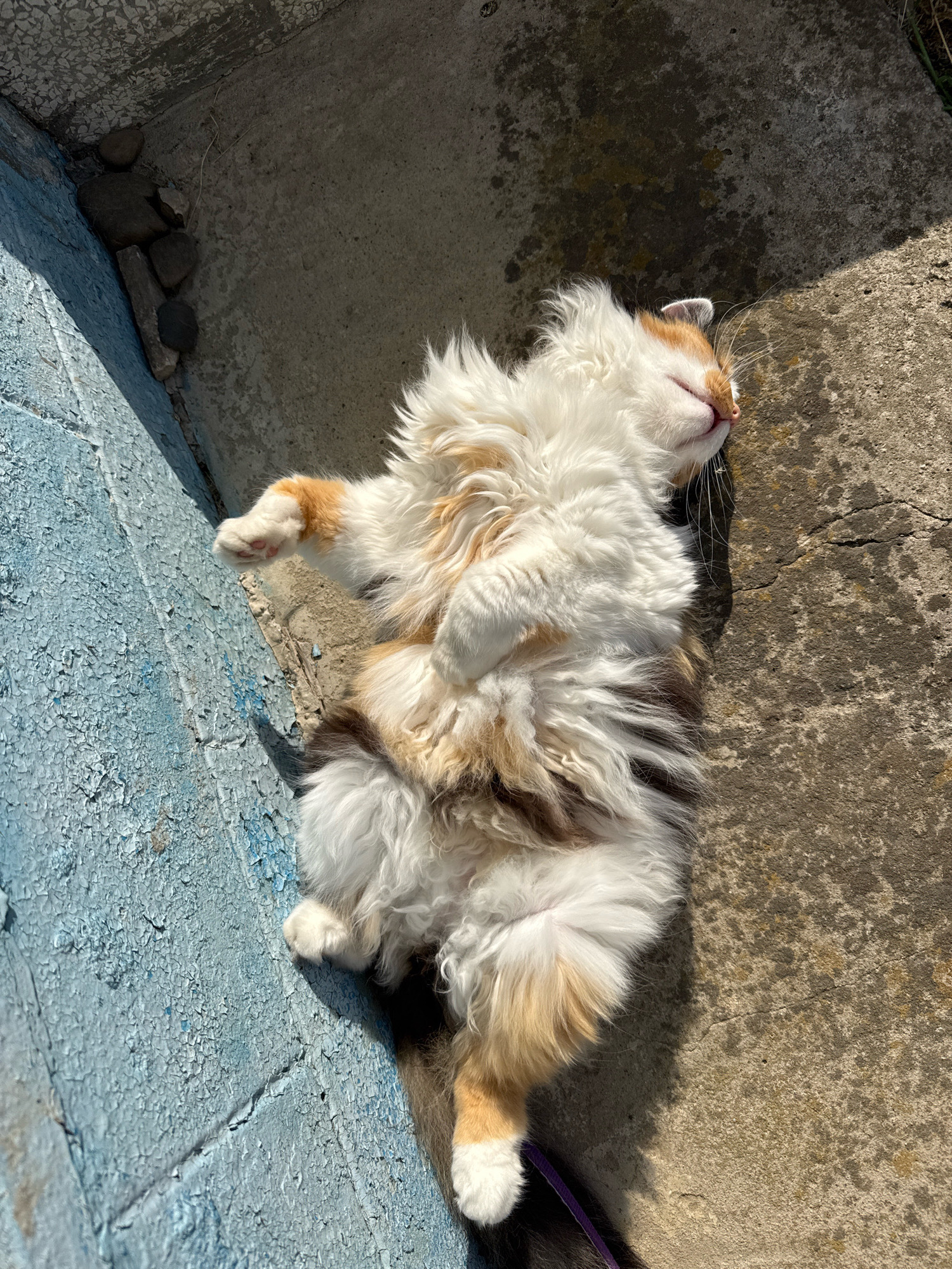 A calico cat is lying on its back on a concrete surface, basking in the sun. The cat is fluffy with patches of white, orange, and brown fur. Its eyes are closed, and its paws are splayed out. The background consists of a blue-painted wall and a concrete area with some scattered stones. The scene suggests a peaceful moment of relaxation for the animal.