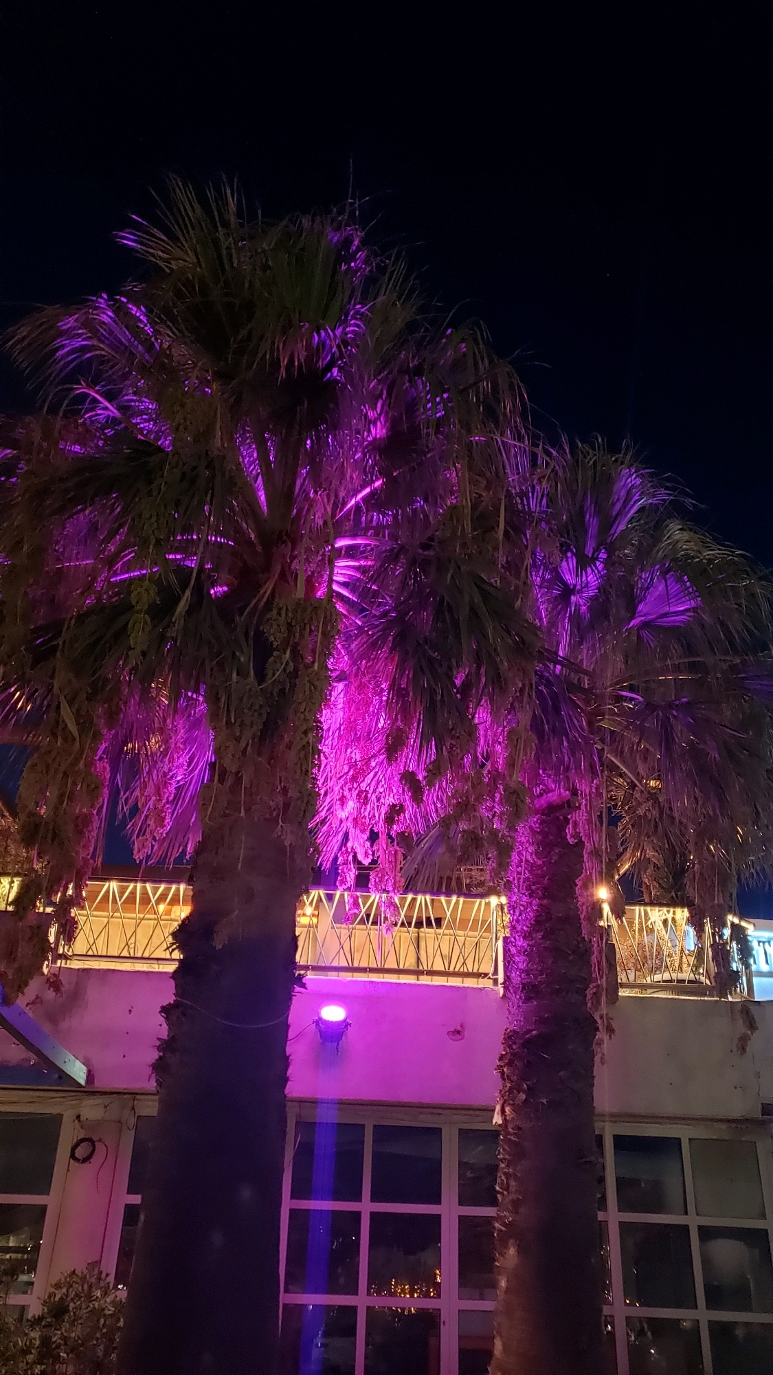 The image captures a nighttime scene in Općina Tučepi, Croatia, featuring two palm trees illuminated by vibrant purple lights. The palm trees are in the foreground, with their fronds and trunks distinctly lit, casting a magenta glow. Behind the palm trees, a building is visible with a balcony or upper-level walkway featuring decorative white lights along its railing. The building itself has a white facade and large windows. The overall setting suggests an outdoor entertainment or hospitality venue at night. The sky is dark, indicating the late hour. There are no people visible in the frame.