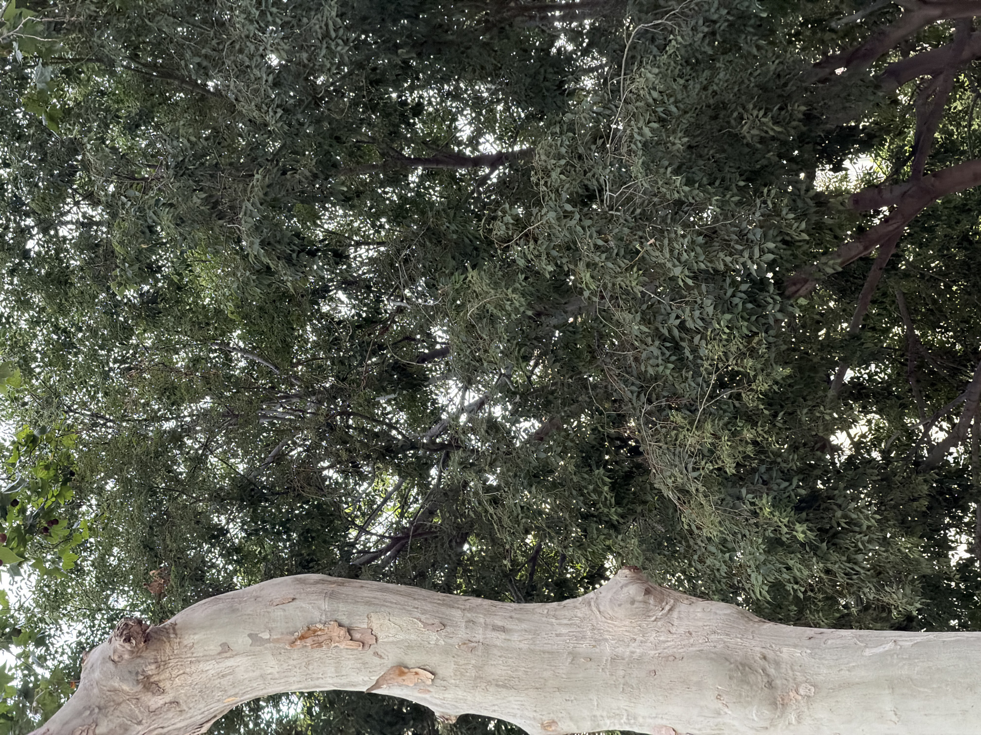 A sycamore tree trunk is visible on the left side of the frame. Its bark is light gray and has a rough, peeling texture with a few small knots. Behind the sycamore trunk, dense green foliage from other trees fills the background. The leaves are varied in size and shape, creating a textured canopy. Sunlight filters through the leaves, creating dappled light and shadows. The scene is set outdoors, likely in a park or garden, given the abundance of trees. There are no people or animals visible in the image. The background appears to be a naturalistic setting with dense vegetation.