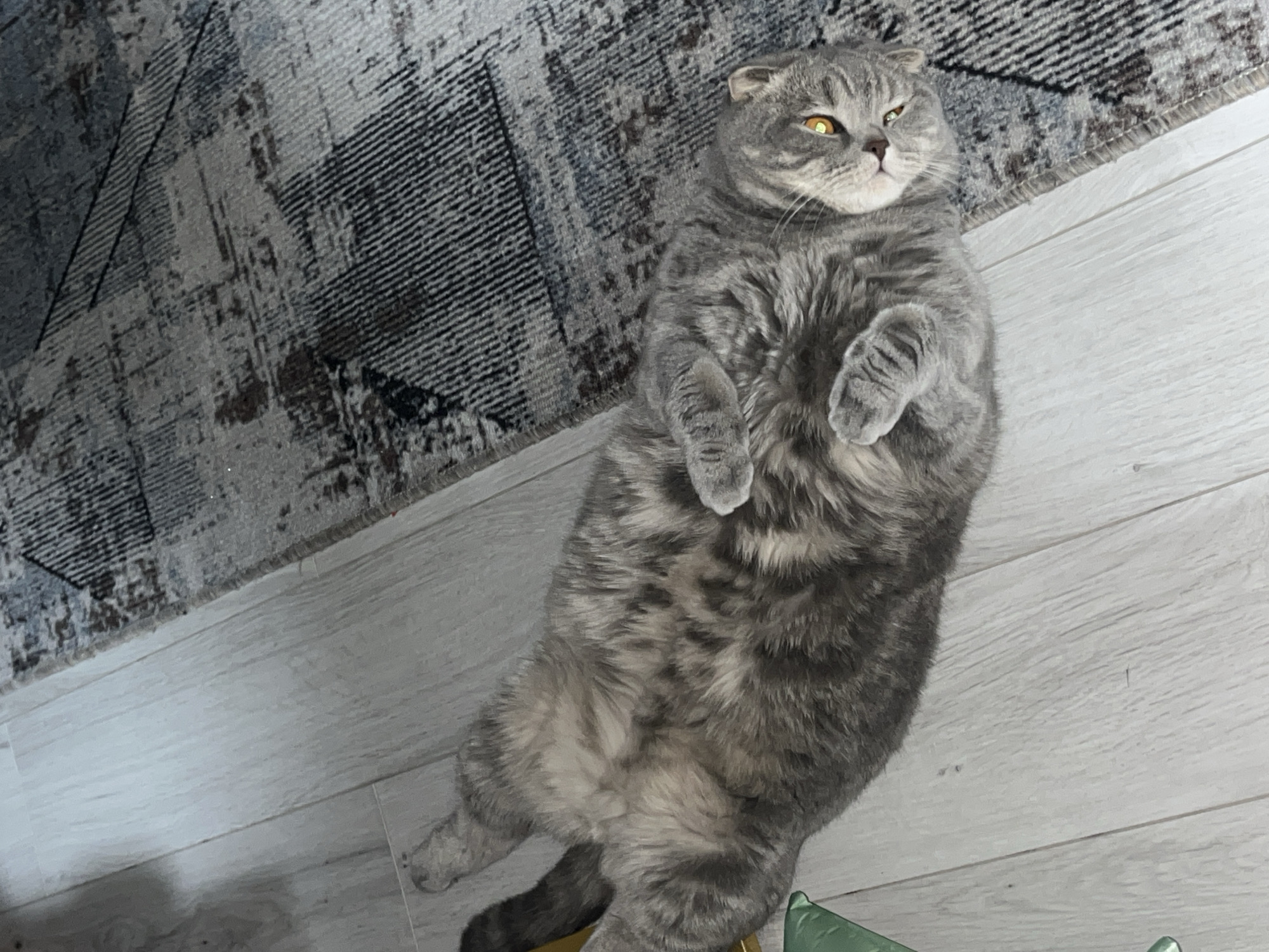A gray Scottish Fold cat lies on its back on a white wooden floor. The cat's fur is patterned with darker gray markings. Its paws are curled up toward its chest. The cat has yellow eyes and a slightly grumpy expression. A gray rug with geometric patterns is in the upper left corner of the frame. The location is not explicitly depicted in the image and cannot be determined.