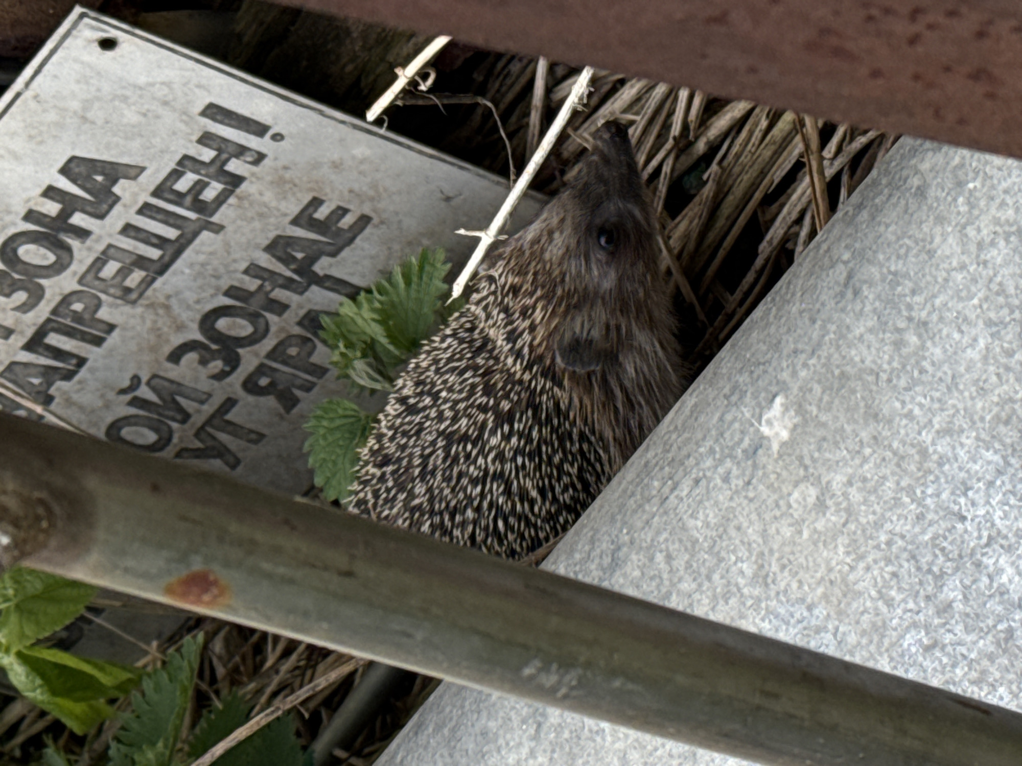 The image, taken in Molodezhnyi, Russia, shows a hedgehog partially concealed amongst debris and vegetation. The hedgehog is positioned between a galvanized metal sheet and a sign, with dry straw and green leafy plants visible around it. A metal pipe obscures part of the foreground view. The sign is in Russian, with some visible text including "ЗОНА ПРЕЩЕН!" (Zone Prohibited!). The environment is cluttered, suggesting a neglected or unattended area.
