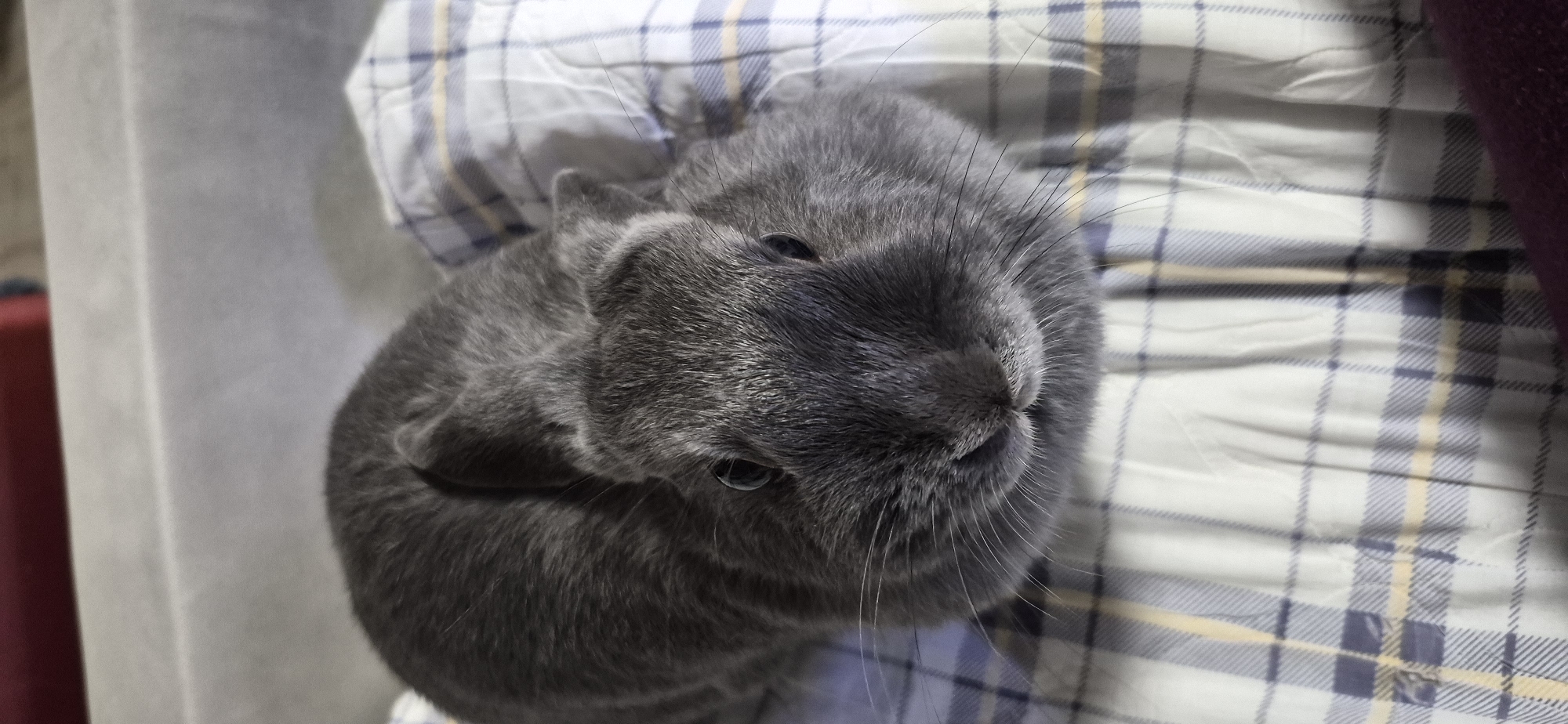 A grey rabbit is lying on a blue and white plaid blanket. The rabbit is facing the camera, and its eyes are open. Its ears are perked up. The background is blurred, but it appears to be a room with furniture. The image does not contain any information about the city of Ussurijsk, Russia.