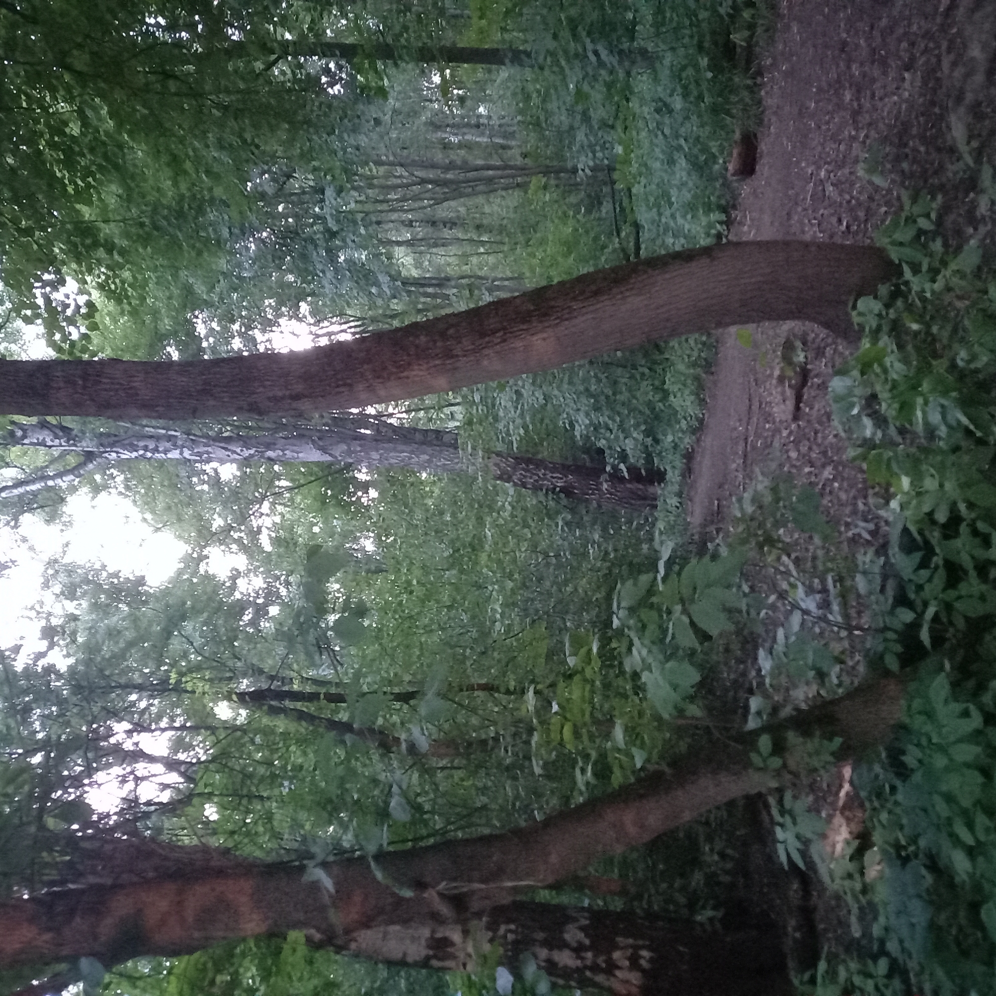 The image depicts a forest path in Khimki, Russia, likely during twilight or overcast conditions due to the low light. The path, made of dirt and fallen leaves, curves through a dense forest characterized by tall trees with thick trunks and lush green foliage. In the foreground, two large trees stand prominently on either side of the path, their bark textured and weathered. The left tree is closer to the viewer, its trunk partially obscuring the background, while the right tree is further back, also framing the path. The forest floor is covered with leaves, branches, and low-lying green plants, suggesting a natural, undeveloped area. There are no people or visible animals in the scene, and the overall atmosphere is tranquil and somewhat mysterious due to the dim lighting. The presence of multiple birch trees, identifiable by their characteristic white bark in some areas, suggests this could be a mixed forest common to the region.