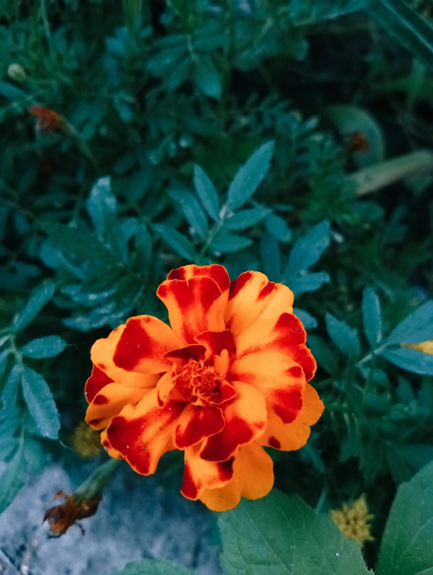 The image is a close-up, overhead shot of a single marigold flower, featuring vibrant orange petals with striking red markings. The flower is centered in the frame, with its textured petals filling the majority of the image. The background consists of deep green foliage, providing a contrasting backdrop that makes the flower stand out. The lighting appears to be natural, possibly overcast, as there are no harsh shadows. The overall mood is natural and serene, showcasing the beauty of the flower. The location is described as Unknown, Unknown.