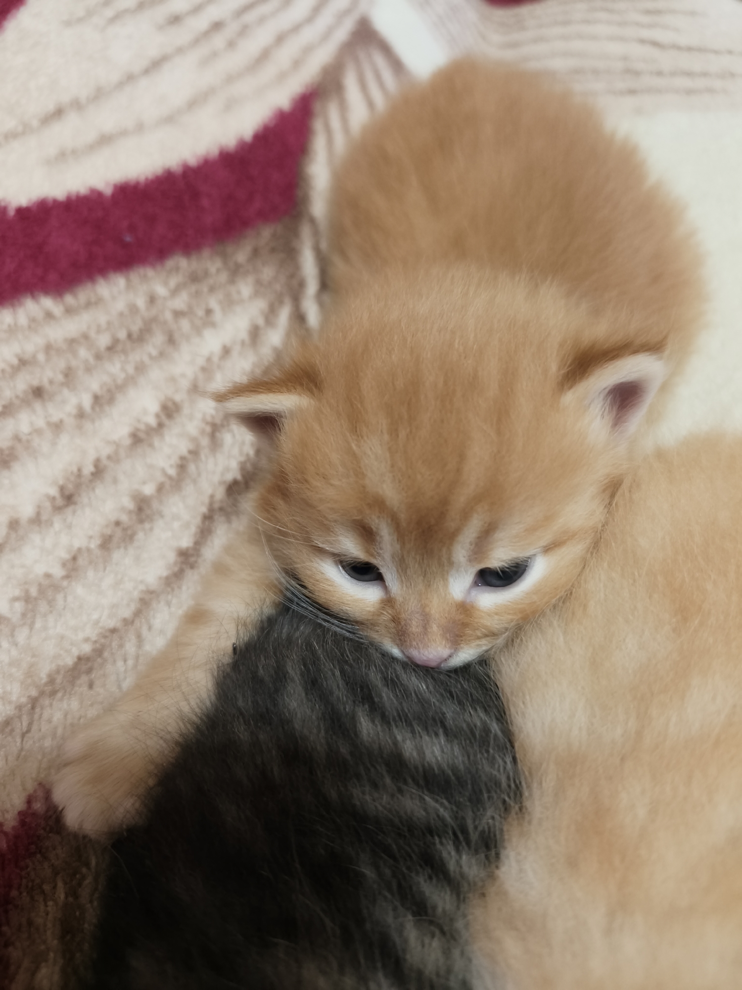 The image captures a close-up view of two young kittens resting together on a patterned blanket, set in an indoor environment in Poltavka, Ukraine.
The primary subject is an adorable, light orange or ginger-colored kitten, positioned centrally. Its head is gently nestled against the dark fur of another kitten, only partially visible in the lower center and right of the frame. The orange kitten's eyes are mostly closed or cast downwards, giving it a peaceful and sleepy expression. Its small, triangular ears are visible, characteristic of a very young feline. Its fur appears soft and downy, indicating its youth.
The second kitten, largely obscured, displays dark, possibly tabby-patterned fur where it is visible beneath the orange kitten's head and body. Both kittens appear to be sleeping or in a deep state of rest, likely cuddling for warmth and comfort.
They are lying on a soft, textured blanket featuring broad stripes in shades of beige, cream, and a bold burgundy or dark red. The texture of the blanket suggests a cozy and warm setting. The lighting is soft and even, highlighting the kittens' delicate features and fur, but does not indicate a specific time of day. No visible text is present in the image. The scene evokes feelings of tenderness, tranquility, and cuteness.