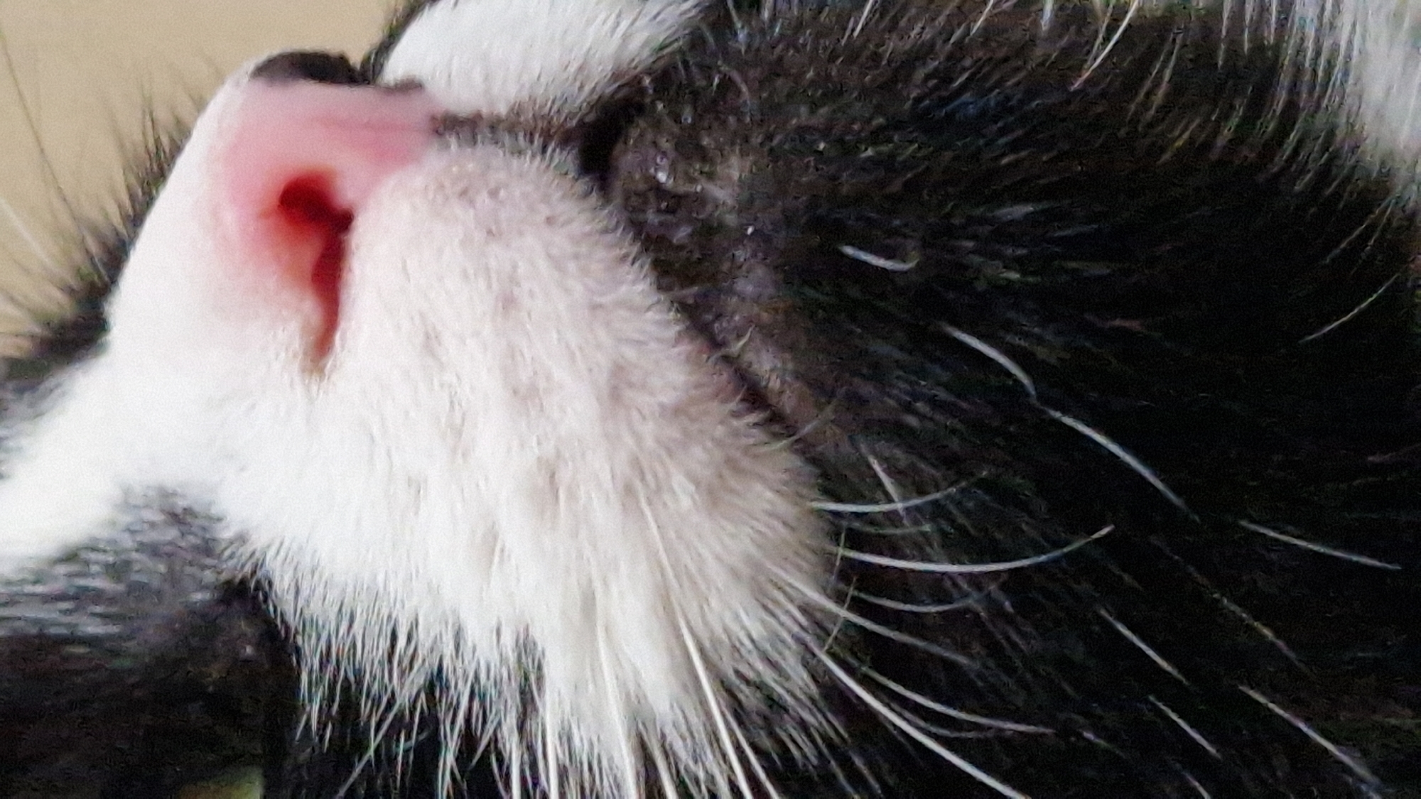 The image is a close-up, low-angle, eye-level shot of a black and white cat's muzzle. The cat's pink nose is in sharp focus, with visible nostrils. White fur surrounds the nose, and long white whiskers extend outwards. The lower portion of the image shows the cat's dark fur, with some white hairs interspersed. The background is a plain, light color. There is no indication of the city of Riga, Latvia, or any specific location within a city. The scene is static, with no actions or interactions depicted.