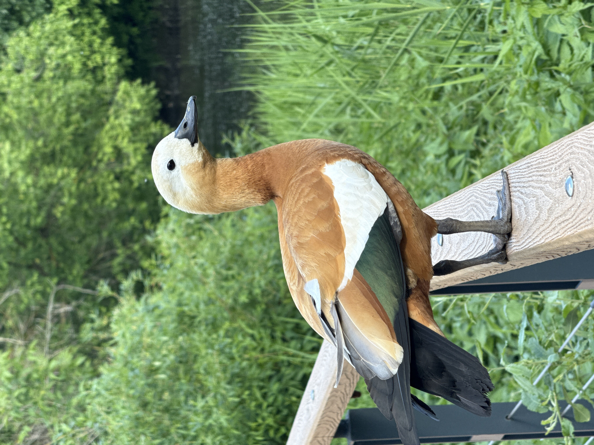 An outdoor, eye-level photograph shows a Ruddy Shelduck perched on a light-colored wooden railing, set against a backdrop of lush green foliage and a body of water. The bird, distinguished by its white head, dark beak, and reddish-brown body, displays prominent white patches on its wings and dark green to black flight feathers. Its webbed feet are clearly visible, gripping the wooden surface. The duck's body is angled towards the right, but its head is turned sharply to the left, looking upwards.
The background features dense green trees and bushes, with a dark, reflective body of water partially visible behind them, suggesting a natural environment such as a park or reserve. The soft, even lighting indicates it is daytime, possibly late afternoon or an overcast day. No text is visible in the image. The scene is located in Moscow, Russia.
