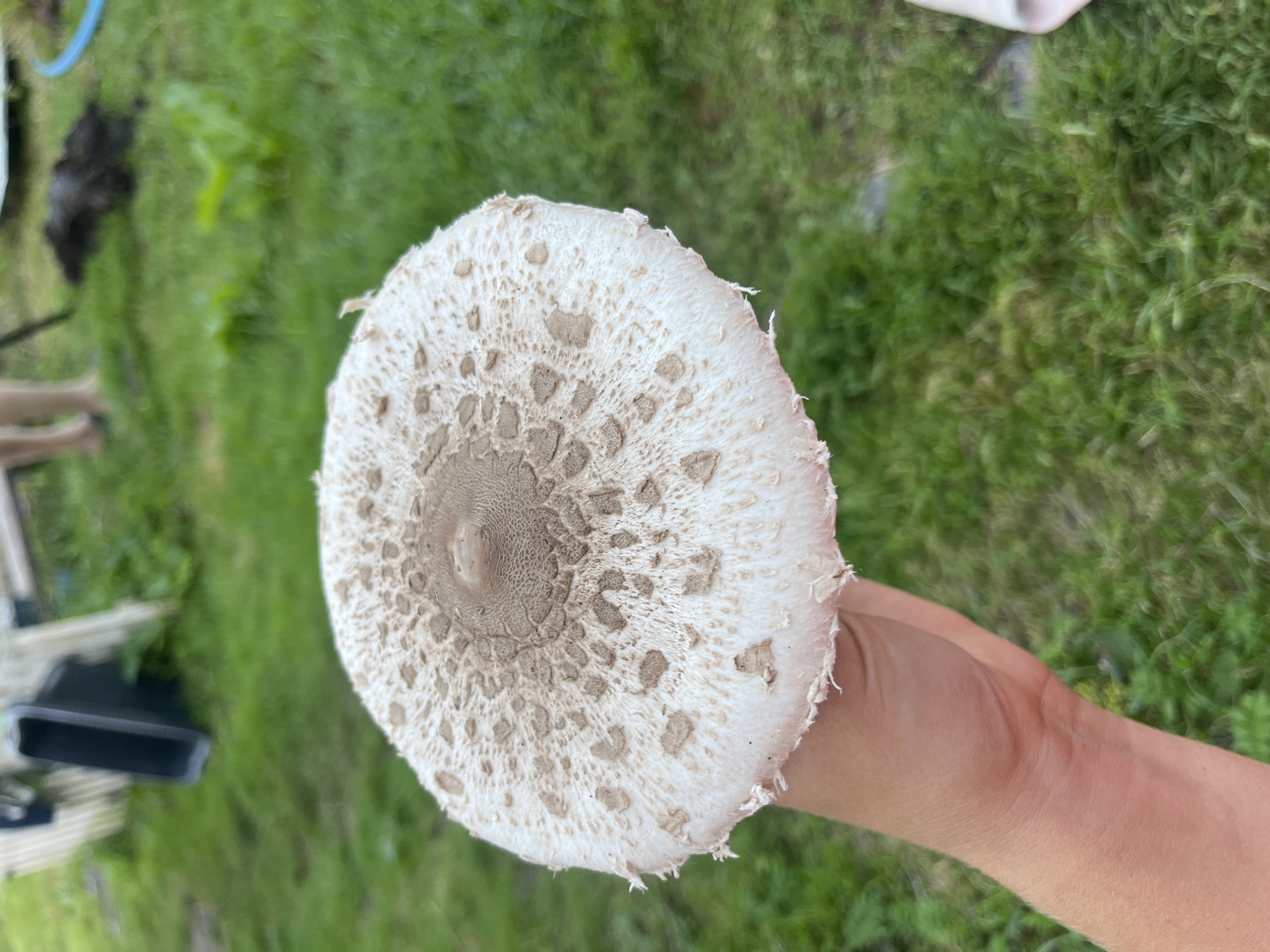 A person's hand is holding a large, flat mushroom with a white cap speckled with brown spots. The mushroom has a slightly fuzzy texture and a prominent brown center. The background is blurred green grass, with some wooden structures and dark soil visible. The image appears to have been taken outdoors.
