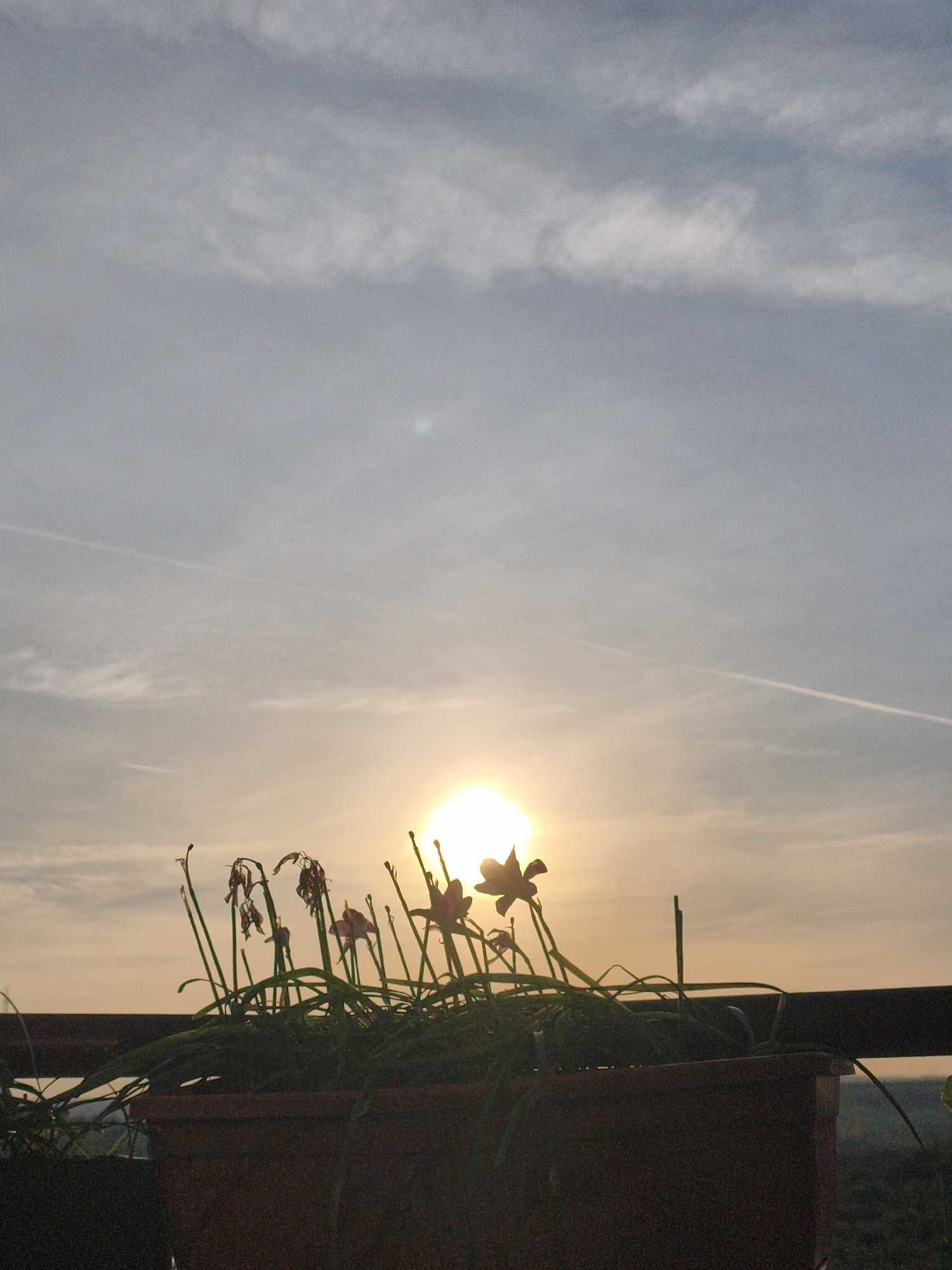 The image shows a planter box with various plants and flowers silhouetted against a bright, orange sun setting or rising. The sky is light blue with wispy clouds and a contrail stretching across the upper portion. The planter box is situated on what appears to be a ledge or railing, slightly obscuring a distant landscape.