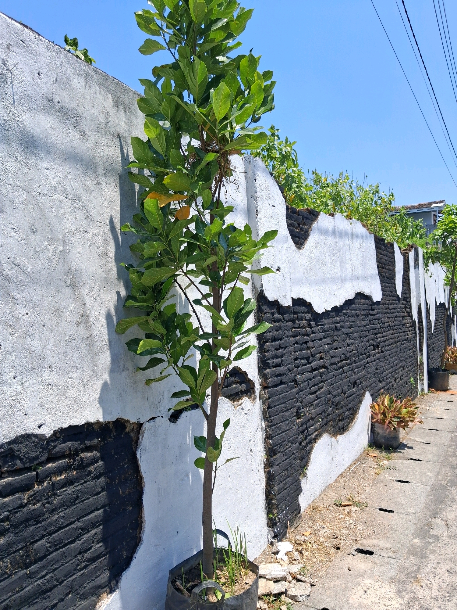 The image shows a narrow, paved alleyway with a distinctive brick wall on the left side. The wall is partially covered in white plaster, with sections of exposed black brick arranged in a jagged, abstract pattern. A young tree in a black plastic pot stands in the foreground on the left, casting a shadow on the wall. On the right side of the alley, a few potted plants are visible. Power lines are visible in the upper right corner. The scene is illuminated by bright sunlight under a clear blue sky. The presence of the power lines and the style of the wall suggest an urban or suburban setting in Surakarta, Indonesia.