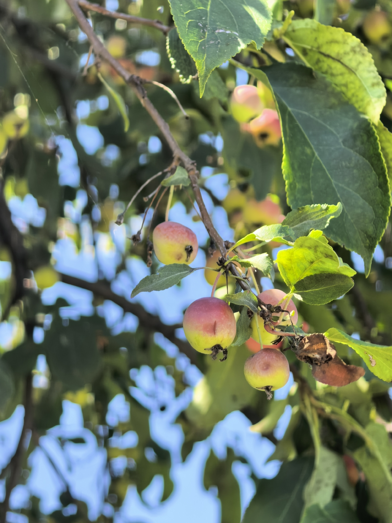 The image is a close-up shot of a tree branch with several small, round fruits, likely crabapples, hanging from it. The fruits are a mix of red and yellow. Green leaves are also visible, some of which appear to be drying or have blemishes. The background is blurred, showing patches of blue sky and more green foliage, suggesting an outdoor setting in a natural environment. There are no people or animals present. The image does not contain any specific landmarks or features that would allow for identification of its location within Sterlitamak, Russia.