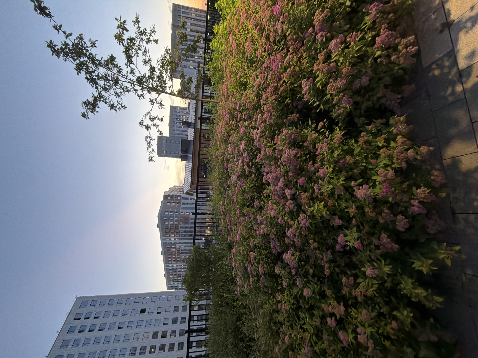 The image depicts a residential area in Astana, Kazakhstan, with modern apartment buildings in the background under a clear sky at dusk. In the foreground, a lush bush with small pink flowers dominates the scene, interspersed with green foliage. A black metal fence runs behind the bush, separating it from the buildings. A young tree with sparse branches stands to the right of the frame, its silhouette against the sky. Paved ground is visible at the bottom of the image, with shadows cast by the vegetation and tree. No people or animals are present in the frame. The overall atmosphere is serene, showcasing urban development integrated with nature.