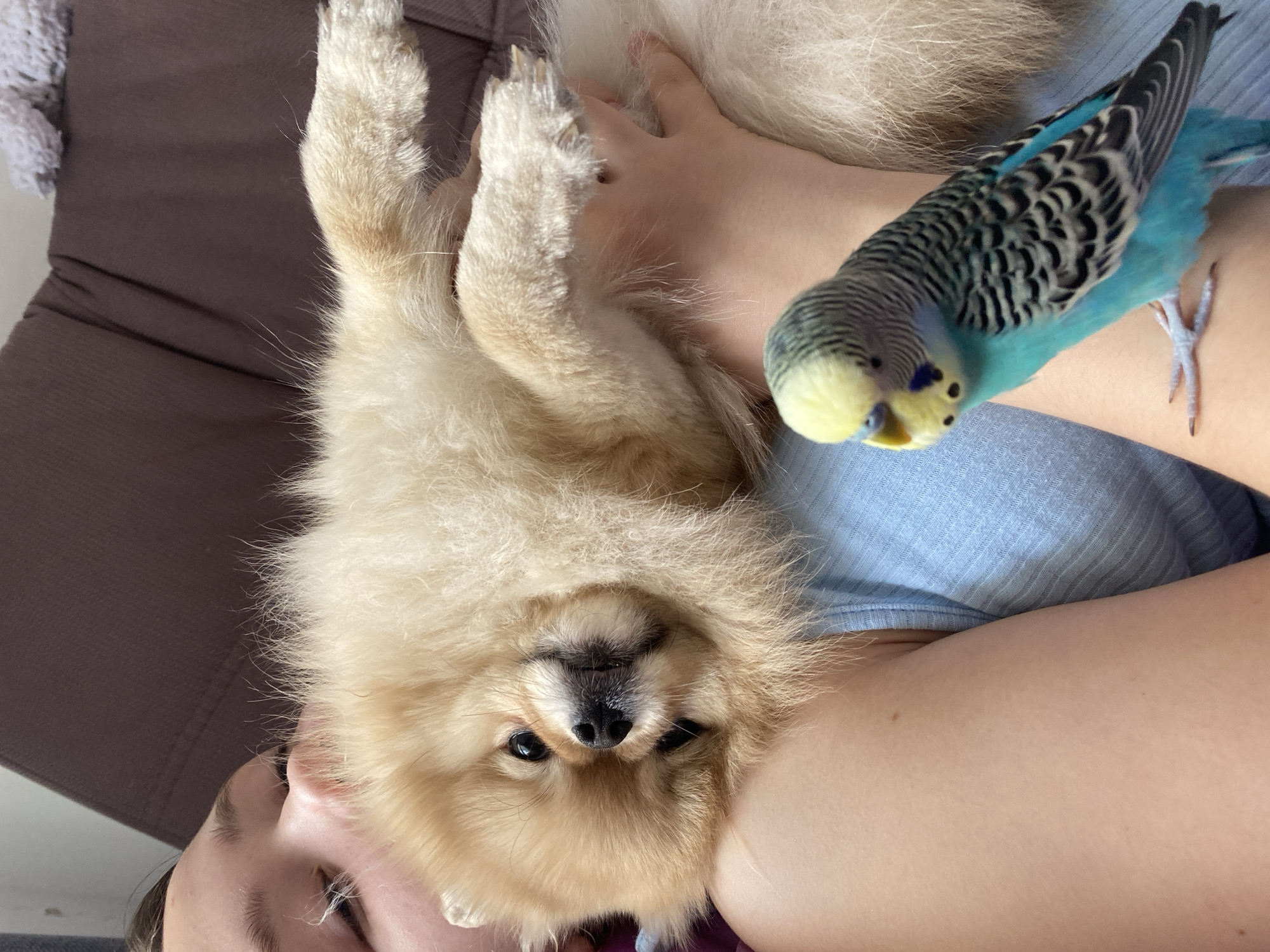 A medium close-up shot depicts a fair-skinned person lying on a brown surface, likely a couch. The person is wearing a light blue ribbed garment. A cream-colored Pomeranian dog rests on their upper chest, with its paws in the air. Perched on the person's arm is a blue and white parakeet. The location appears to be indoors. The exact city and state location are not identifiable from the image.