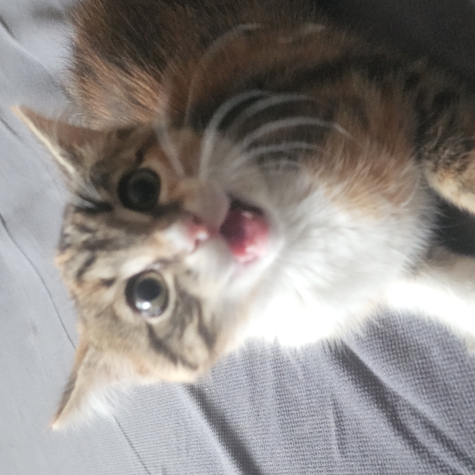 A close-up, slightly blurred photograph shows a calico kitten with its mouth open. The kitten has tabby markings on its head and back, with white fur on its chest and chin. Its eyes are large and dark. The kitten appears to be on a gray, textured surface, possibly a blanket or sofa. The background is also a soft gray. There is no indication of the kitten's location within Moscow, Russia.