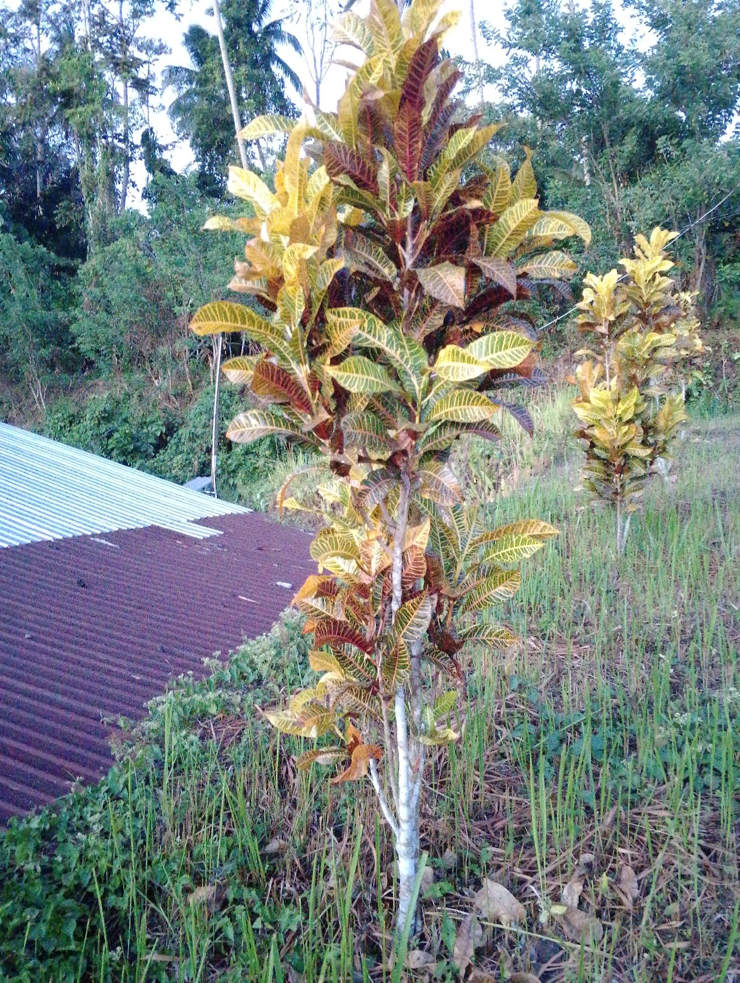 The image captures a scene in Tomohon, Indonesia, featuring a close-up of a flowering plant with vibrantly colored leaves, predominantly yellow and maroon, set against a backdrop of lush green foliage and a partially visible corrugated metal roof. The plant, which appears to be a croton variety, stands prominently in the foreground, its intricate leaf patterns suggesting a tropical environment. Behind the plant, a smaller specimen of the same species is visible, also displaying a mix of yellow and green hues. The ground is covered with dry grass and fallen leaves, indicating a natural, somewhat unkempt setting. In the background, dense trees and vegetation line a gentle slope, suggesting the image was taken in an area with a hilly terrain. A portion of a building's roof, made of weathered corrugated metal, is visible on the left side of the frame, extending from the bottom edge upwards. The sky is overcast, casting a soft, diffused light over the entire scene. The overall impression is one of natural beauty within a residential or semi-rural setting in Tomohon.