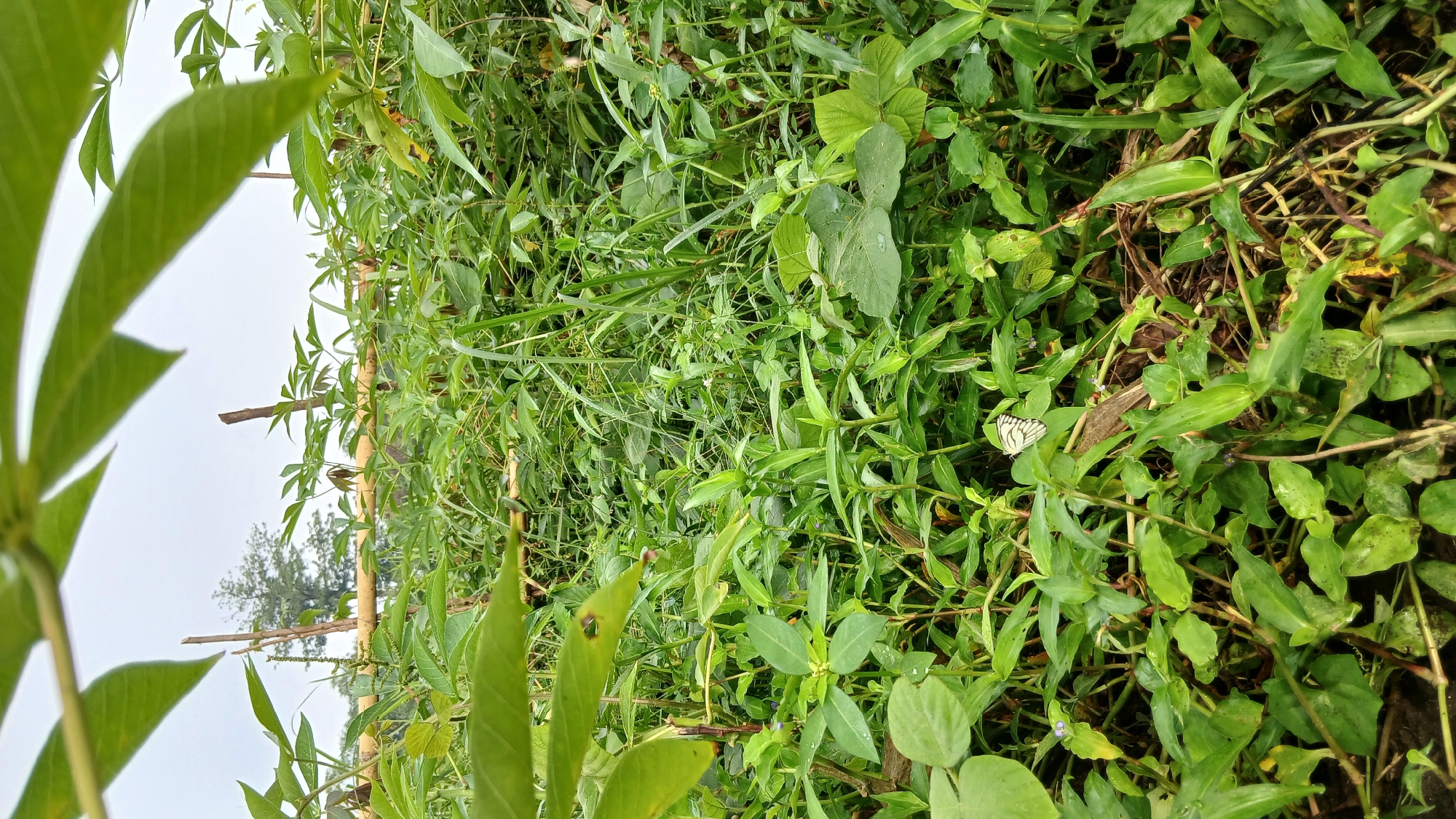 The image depicts a dense growth of green vegetation with a cloudy sky in the background. The foreground is filled with lush green leaves and stems, suggesting a natural or agricultural setting. In the middle ground, a bamboo structure is visible, possibly a fence or support for plants. A white butterfly with black markings is perched on a green leaf in the lower center of the image. The overall scene is one of natural abundance and tranquility. This image could be located in Klambir Lima Kebun, Indonesia, which is a region known for its agricultural landscapes and lush greenery.