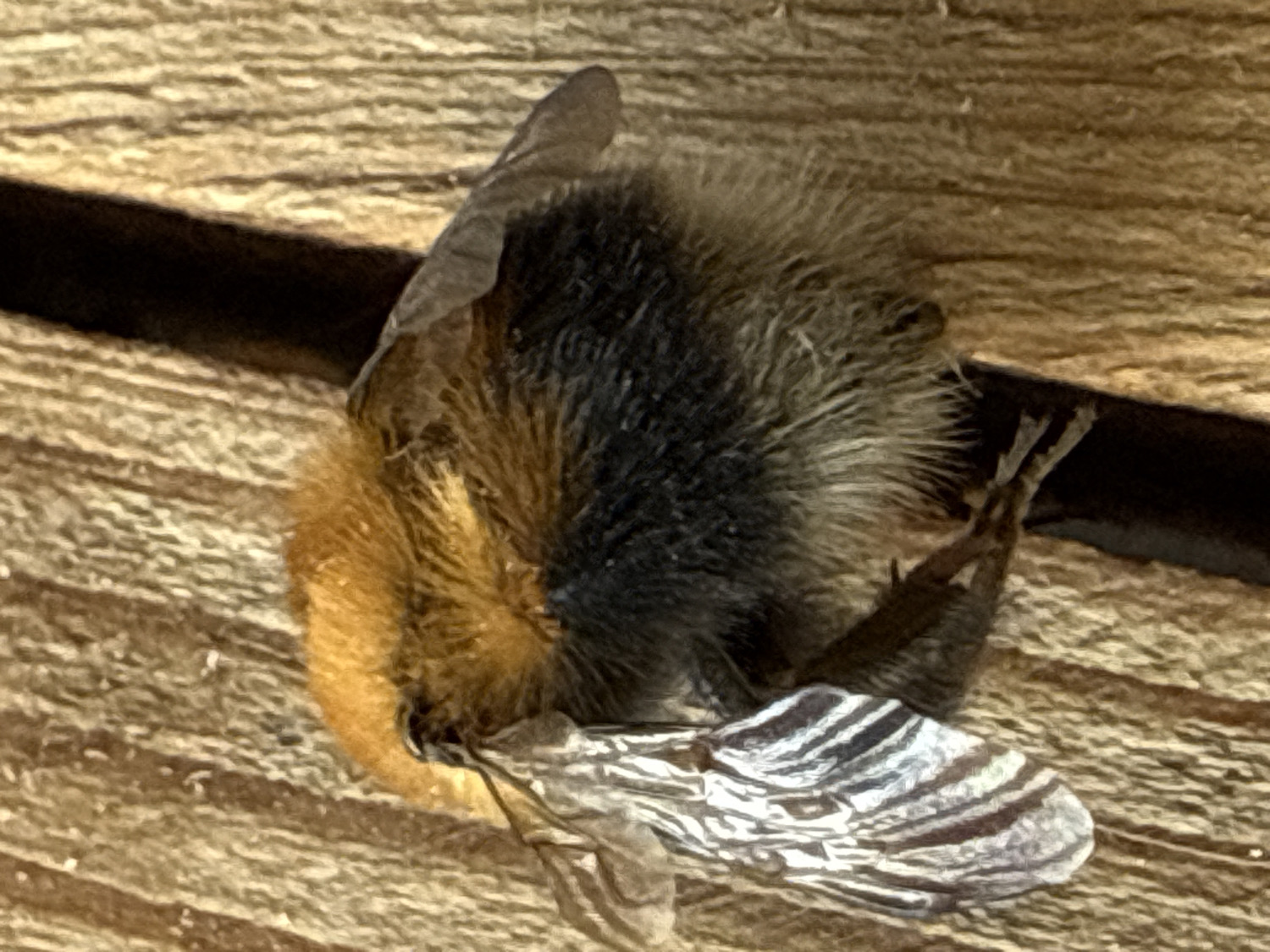 The image displays a close-up of a bumblebee lying on its back on a textured wooden surface. The bee appears deceased or incapacitated, with its legs curled upwards. Its body is covered in dense fur, predominantly black on the thorax and a distinct golden-brown on the anterior part of its abdomen and head area. Its antennae are visible near its head.
One of the bee's wings is fully visible, featuring a translucent membrane with prominent dark, parallel stripes. The other wing is partially obscured by the bee's body. The wooden surface has a visible grain and appears to be made of planks, with a dark, narrow gap running horizontally beneath the bee, possibly a shadow or a crevice in the wood.
There is no discernible activity or event taking place other than the bee resting in its current state. The lighting is even, suggesting either overcast conditions or indirect light. There are no other subjects, people, or objects visible. The image does not provide any specific cues regarding the time of day, weather, or human emotions. No text is visible in the frame. The location context for this media file is Tyulyuk, Russia.