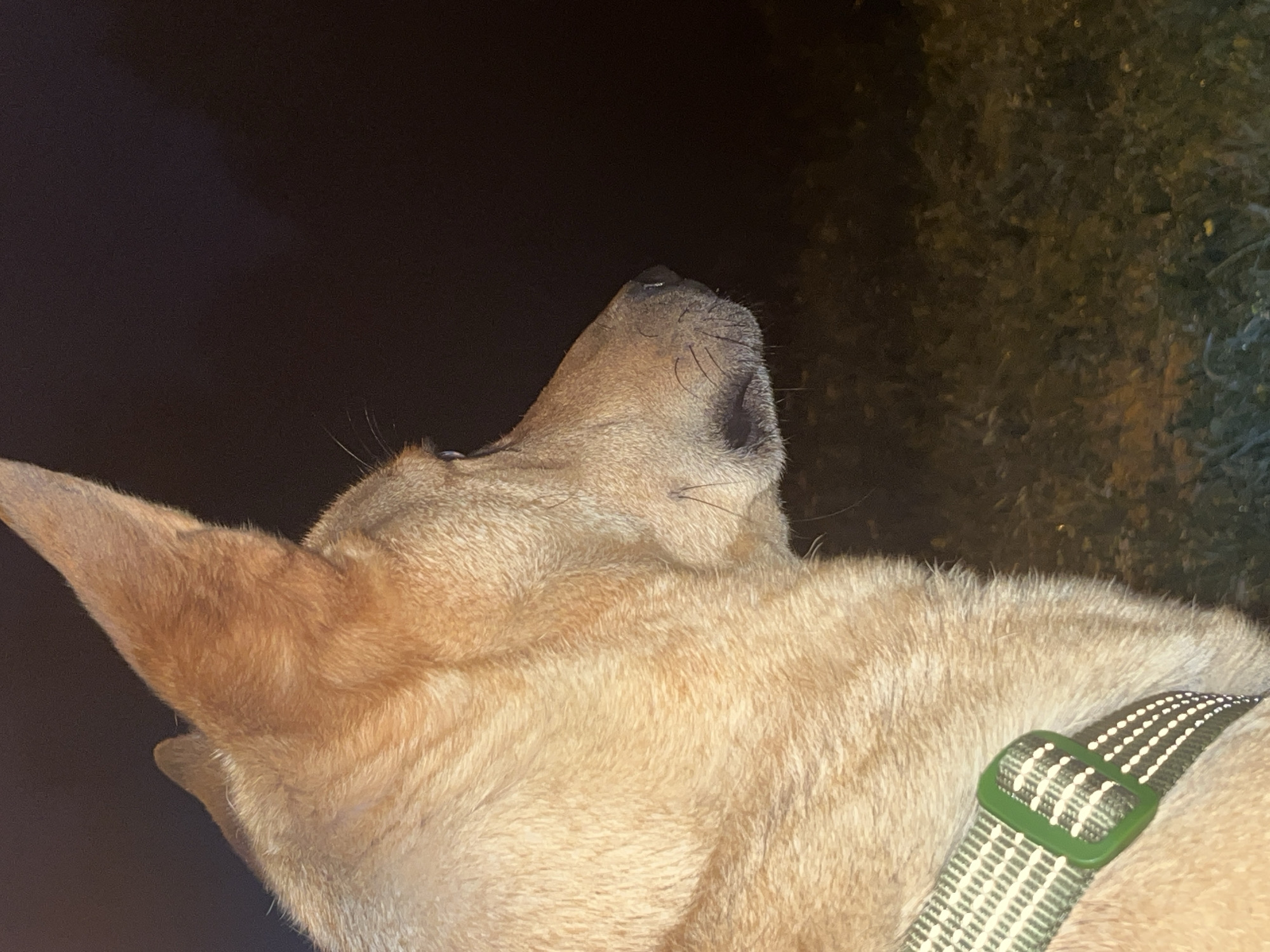 A close-up, side-profile shot captures a dog's head and neck against a dark background, with the lower portion of the image showing dimly lit grass. The dog has tan fur, alert ears, and a green and white patterned collar. The lighting suggests it is nighttime. There is no indication of the location being Nizhny Tagil, Russia, nor are there any people or interactions depicted.