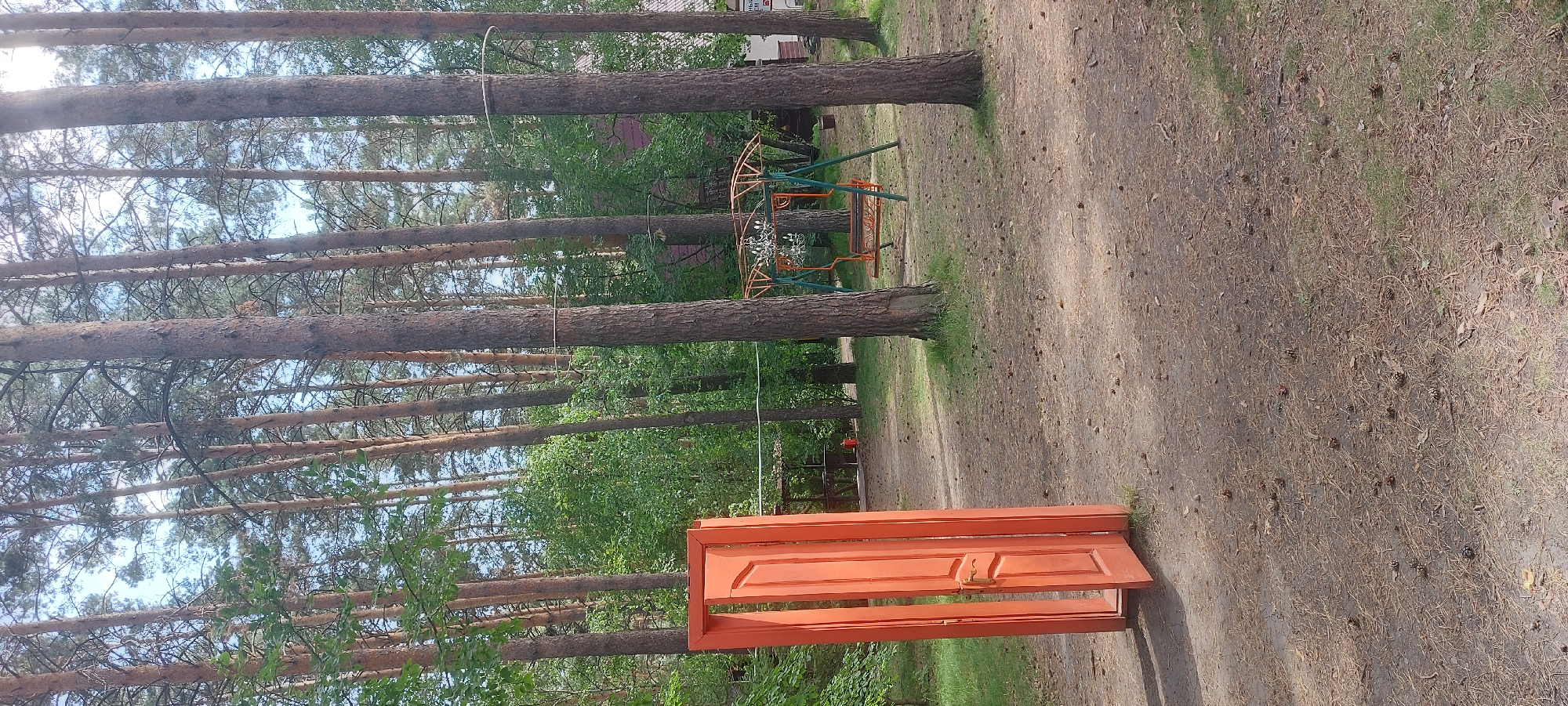 An outdoor scene in a park or wooded area features a bright orange, double-door frame standing open in the foreground, leaning against an unseen support. The doors are set against a backdrop of tall pine trees and lush green foliage. In the middle ground, a swing set with a weathered bench and an arched frame is visible. The ground is covered in pine needles and scattered pinecones. The overall setting appears to be a natural, unkempt environment within the Berdsk municipality, Russia.