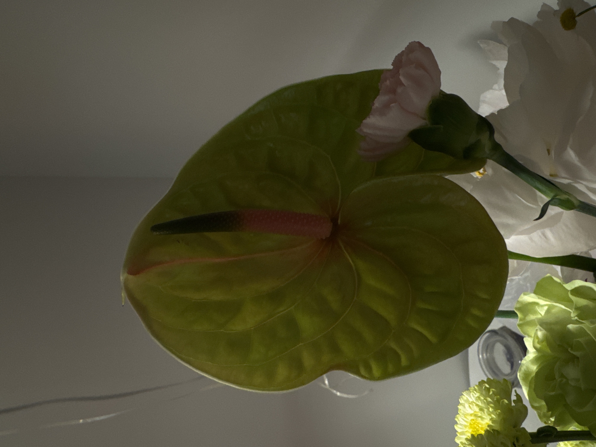 A close-up shot focuses on a bouquet of flowers. The central subject is a large, glossy, green anthurium flower with a pink spadix. To the right of the anthurium, a light pink carnation is visible, with delicate petals unfurling. In the lower left corner, two bright yellow-green chrysanthemums are partially visible. Behind them, a white flower, possibly a peony, with soft, layered petals dominates the lower right portion of the frame. The background is a plain, light gray wall, illuminated by a soft light source that casts subtle shadows. A thin, translucent string hangs from the upper left, adding a vertical element to the composition. The scene appears to be indoors, possibly in a domestic setting or a florist's shop, and there are no people or animals present. The image does not contain any specific geographical markers to indicate a location in Бараўлянскі сельскі Савет, Belarus.