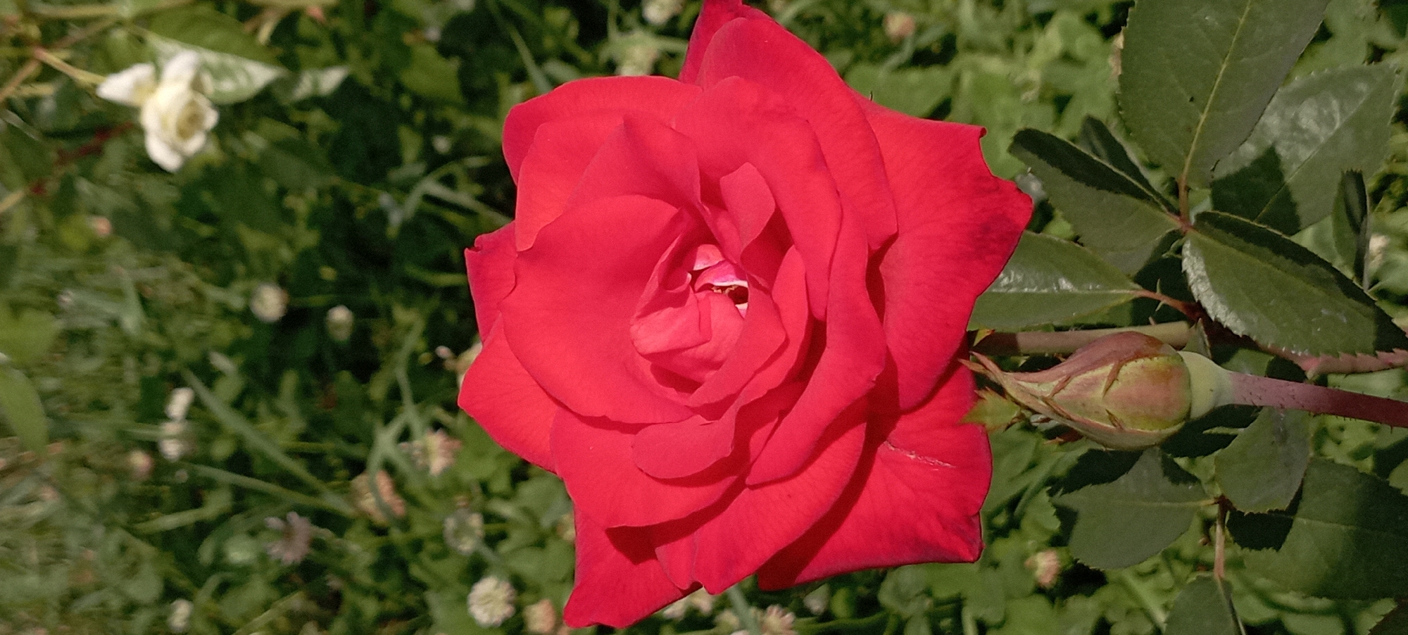 The media file displays a close-up, horizontal view of a vibrant red rose in full bloom. The rose is the central subject, with its velvety petals unfurling in a spiral pattern. To the right of the rose, a rosebud is partially visible, encased in green sepals, suggesting the potential for future blooms. Dark green leaves and stems form the background, some with serrated edges, indicative of a rose bush. The lighting suggests it is daytime, with sunlight casting subtle shadows on the petals and leaves, highlighting the textures. The overall scene is natural and serene, evoking a sense of natural beauty. In the upper left corner, out of focus, a cluster of small white flowers can be faintly discerned, adding a touch of contrast to the dominant red and green hues. The image appears to be taken outdoors, likely in a garden or park setting, given the presence of multiple plants. There is no visible text within the media file.