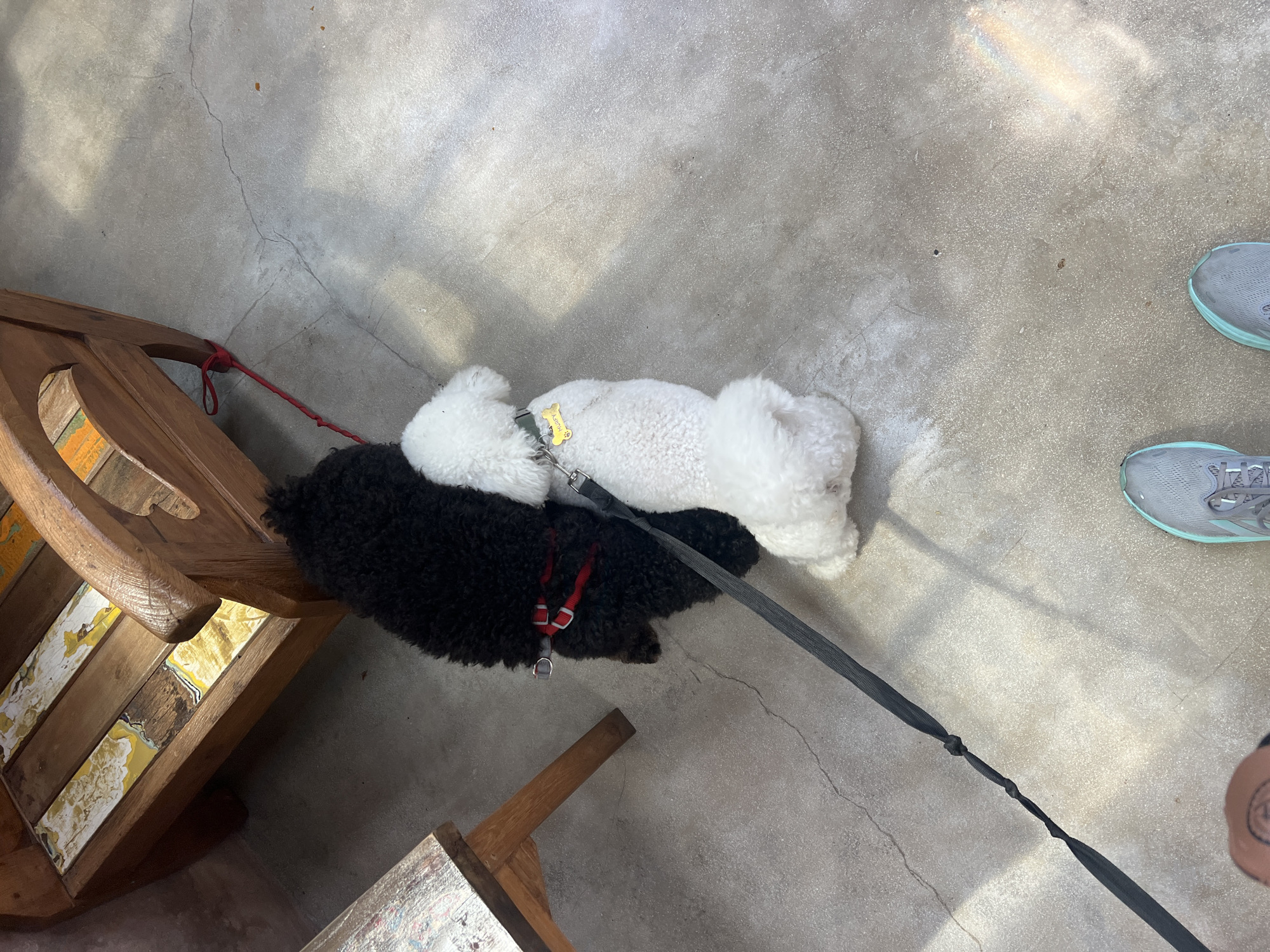 This image, taken in the city of Kediri, Indonesia, depicts a top-down view of two dogs on leashes, standing on a concrete floor. The dog on the left is black with curly fur, wearing a red harness. The dog on the right is white, also with curly fur, wearing a green collar with a yellow bone-shaped tag. A dark grey leash, knotted in the middle, is attached to both dogs and extends out of frame. To the left, a portion of a wooden chair with a colorful, distressed wooden seat is visible. Further left, a part of a wooden table is also present. The concrete floor shows cracks and some light reflections. The feet of a person wearing athletic shoes are visible at the bottom of the frame.