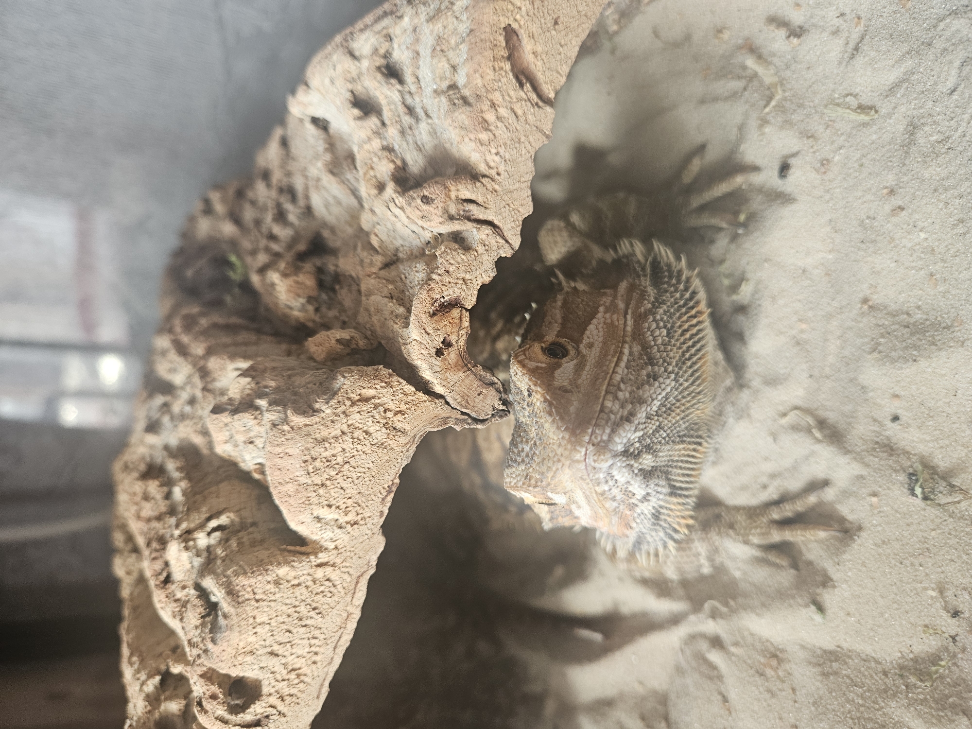 A bearded dragon is partially hidden under a piece of driftwood in an enclosure. The lizard's head and front legs are visible, resting on a sandy substrate. The driftwood is textured and light brown, with a hole in the center. The background is blurry, with hints of a gray wall and bright light sources. The overall scene appears to be a close-up shot of a pet reptile in its habitat. There is no information available about the location being in the city of Tver, Russia.