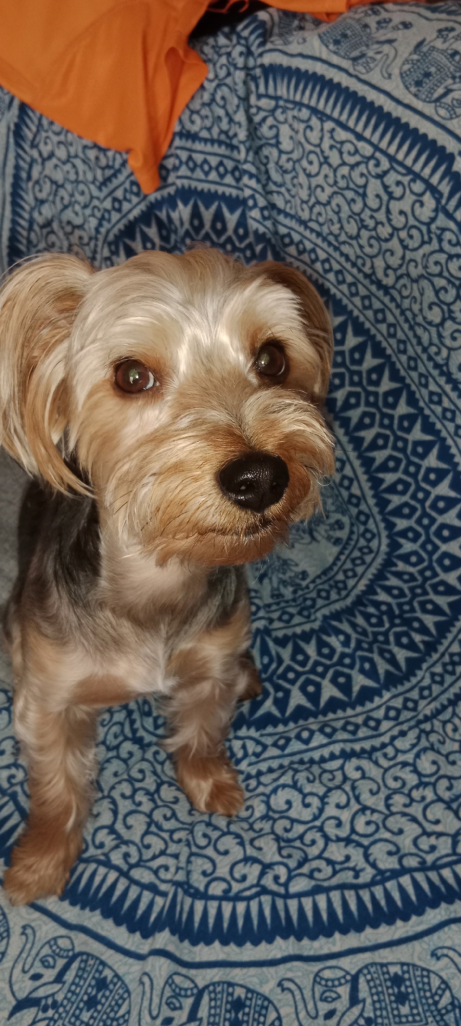 A Yorkshire Terrier dog is sitting on a blue patterned blanket with an orange fabric draped in the background. The dog is facing forward and looking up. The blanket has a repeating pattern of paisley swirls and elephants. The orange fabric appears to be clothing. The scene is indoors, likely in a domestic setting, and there is no specific indication of a location in Galapagar, Spain.