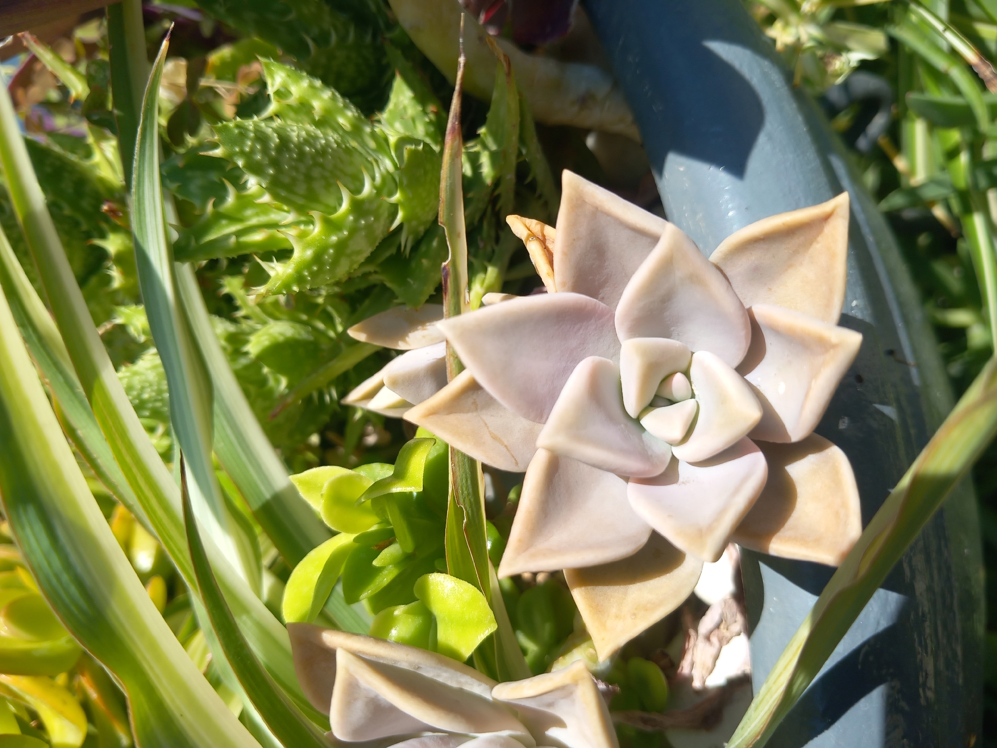 A close-up, eye-level shot showcases a variety of succulents in a grey pot, bathed in bright sunlight. The foreground is dominated by a pale pink and tan Echeveria, its fleshy leaves forming a rosette. Behind it, a spiky green succulent with pointed leaves is visible, along with a plant with long, striped green and white leaves arching over the scene. The pot's rim is a dark grey, and a green stem from another plant extends diagonally across the lower left portion of the image. The background is a blur of green foliage and dappled sunlight. The location is unknown.