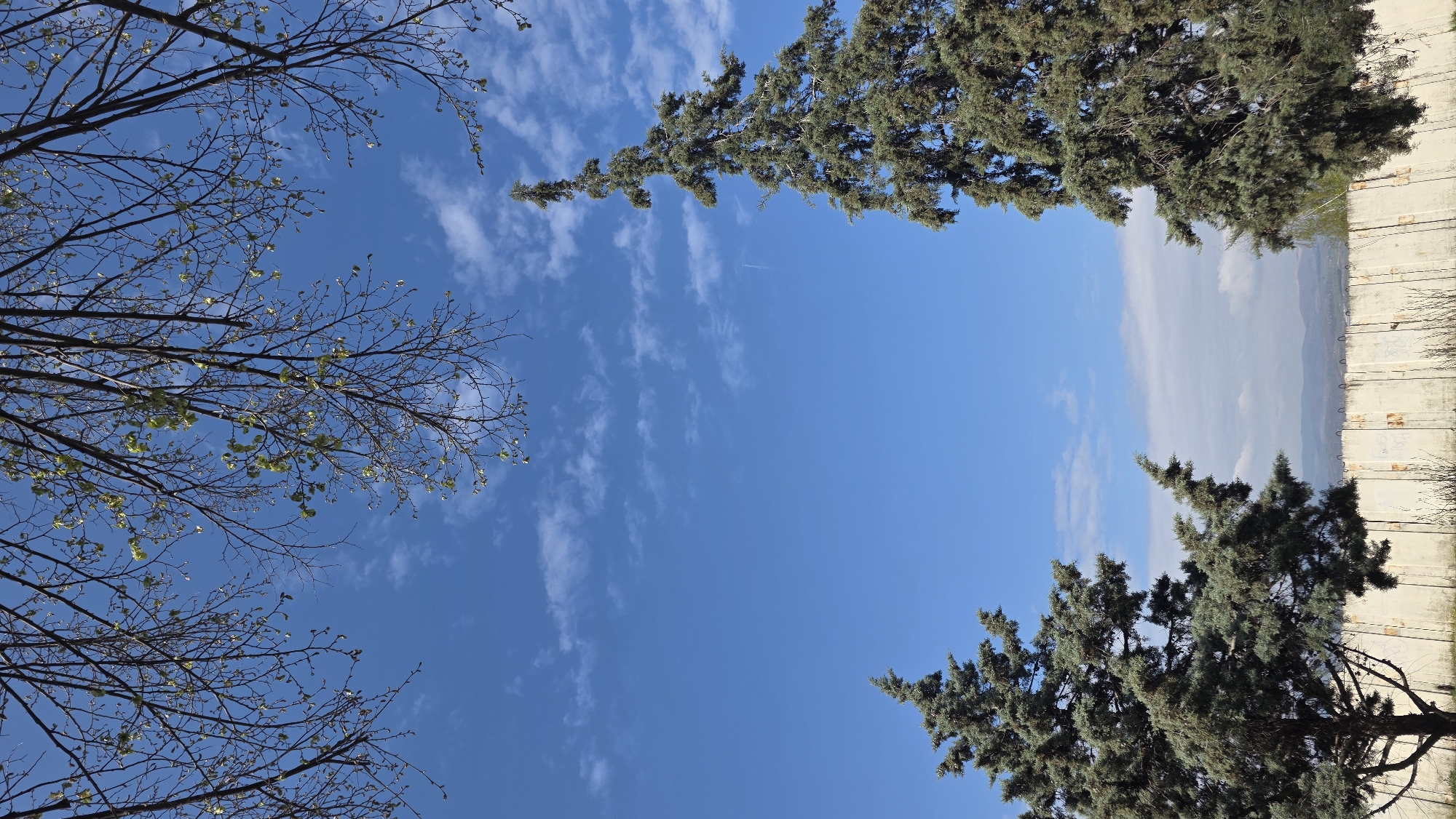 The image depicts a view looking up at the sky framed by tree branches. On the left, bare tree branches with small leaves stretch across the top left quadrant. On the right, dark green pine trees fill the top and bottom right quadrants. The sky is bright blue with wispy white clouds. The horizon line is visible on the right, with a concrete wall and a faint view of mountains or hills in the distance. The image appears to be taken in Blagoevgrad, Bulgaria, though specific location details within the city are not discernible from the photograph alone.