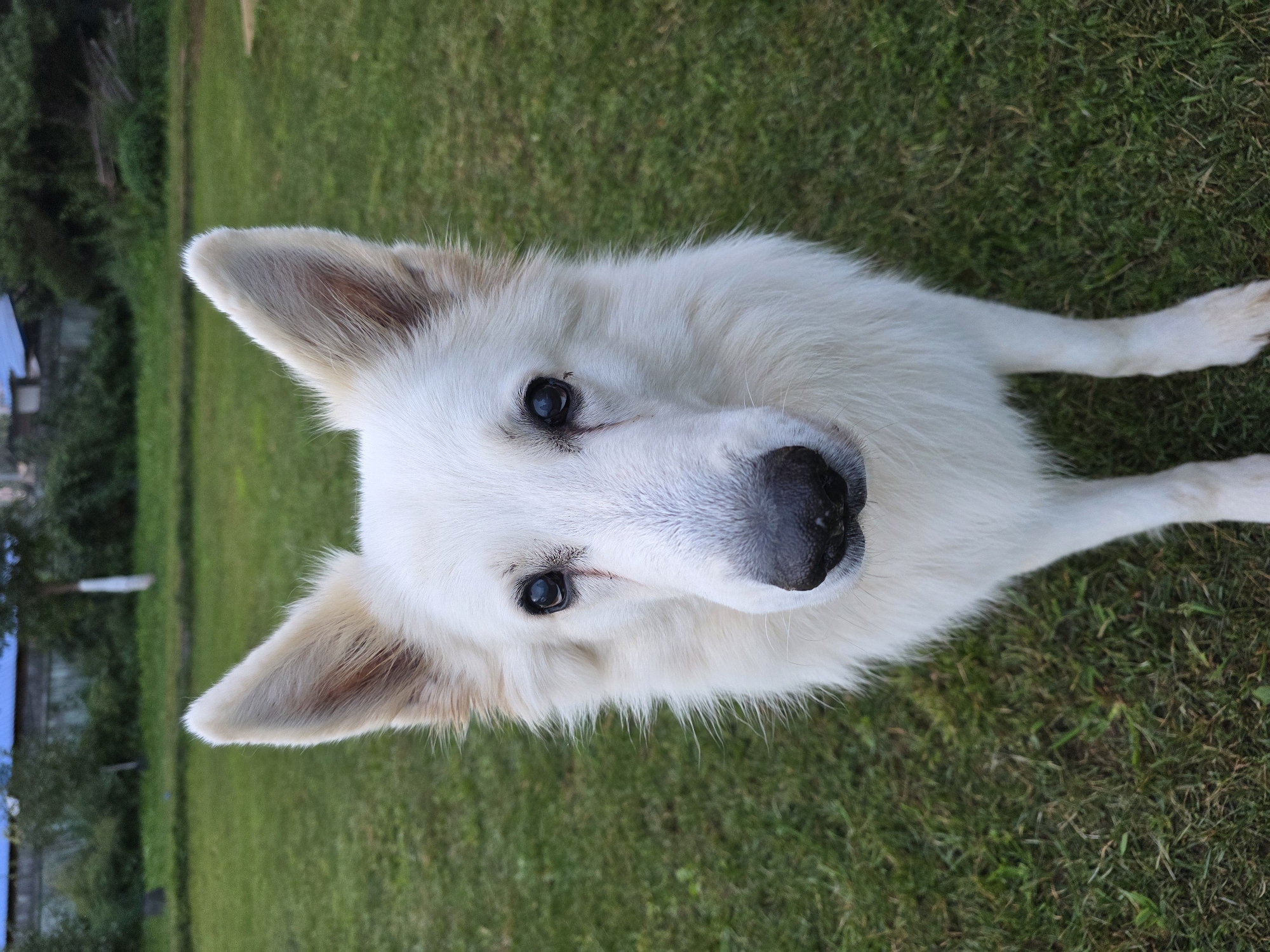 A medium shot shows a white dog standing on a green lawn in an outdoor setting. The dog is facing the camera, with its head tilted slightly. It has long, white fur, erect ears, and dark eyes. Its nose is black. In the background, there is a blurry green expanse of grass, and behind that, some trees and a building with a blue roof. The overall impression is one of a domestic animal in a yard. The location is in the city of Речицы, Russia.
