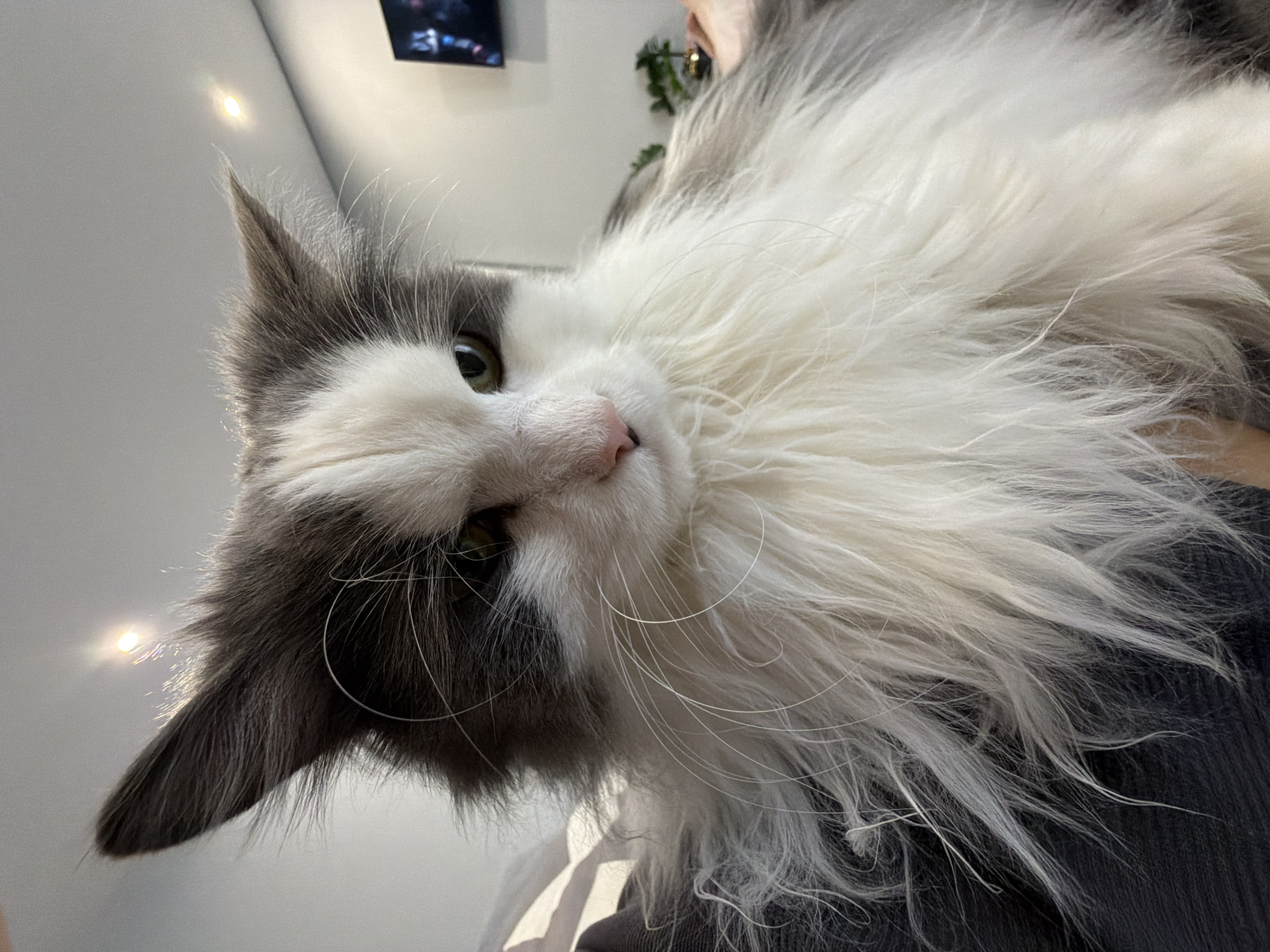 A close-up, angled shot focuses on a grey and white long-haired cat with green eyes and a pink nose. The cat is being held by a person wearing a dark grey shirt. The background includes a white wall, a light fixture, and a television screen showing indistinct images. The presence of a plant is visible near the upper-right corner. There is no direct indication the image was taken in the city of Chaikovsky, Russia.
